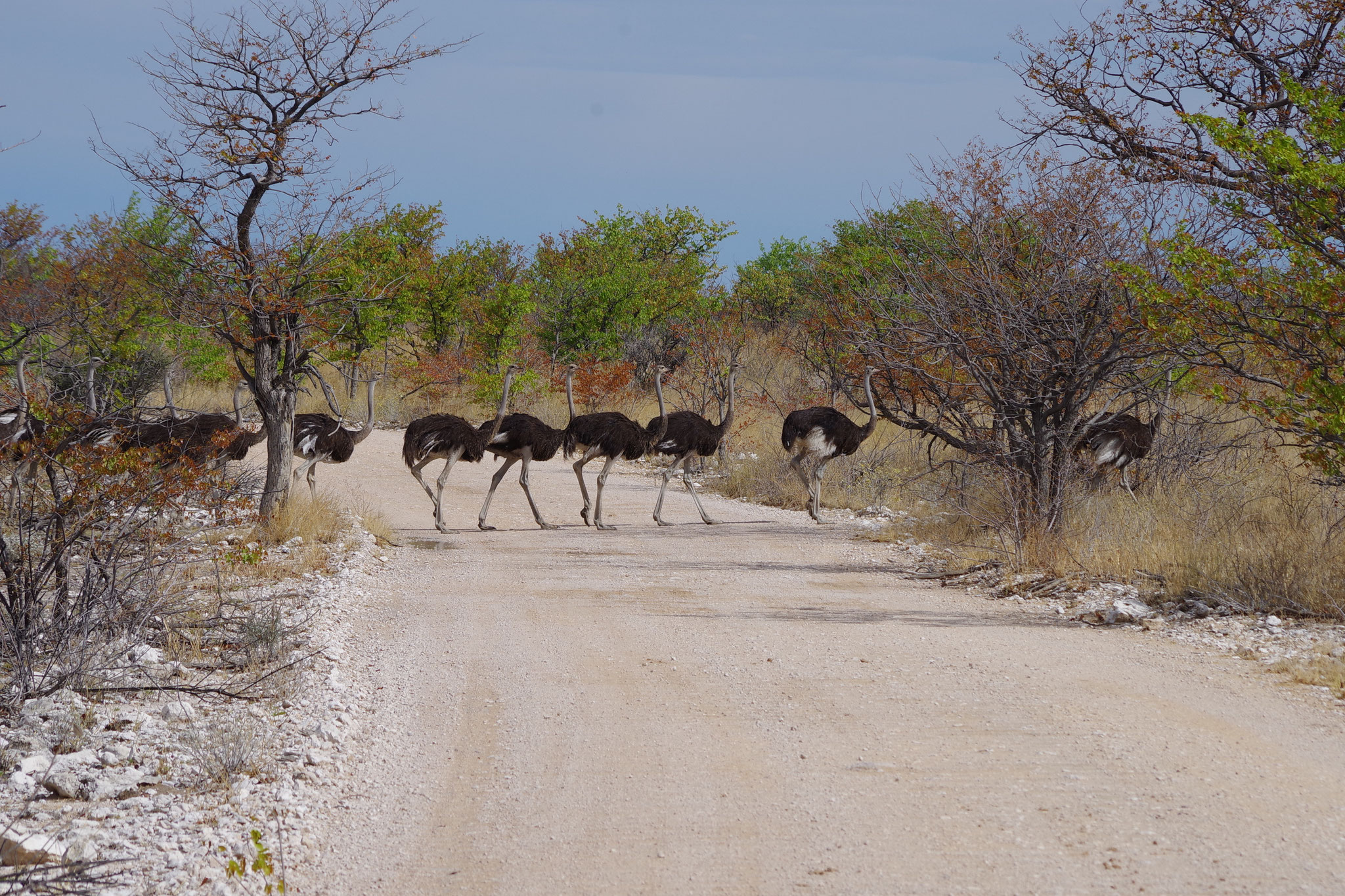 Straußenkonvoi in Etosha