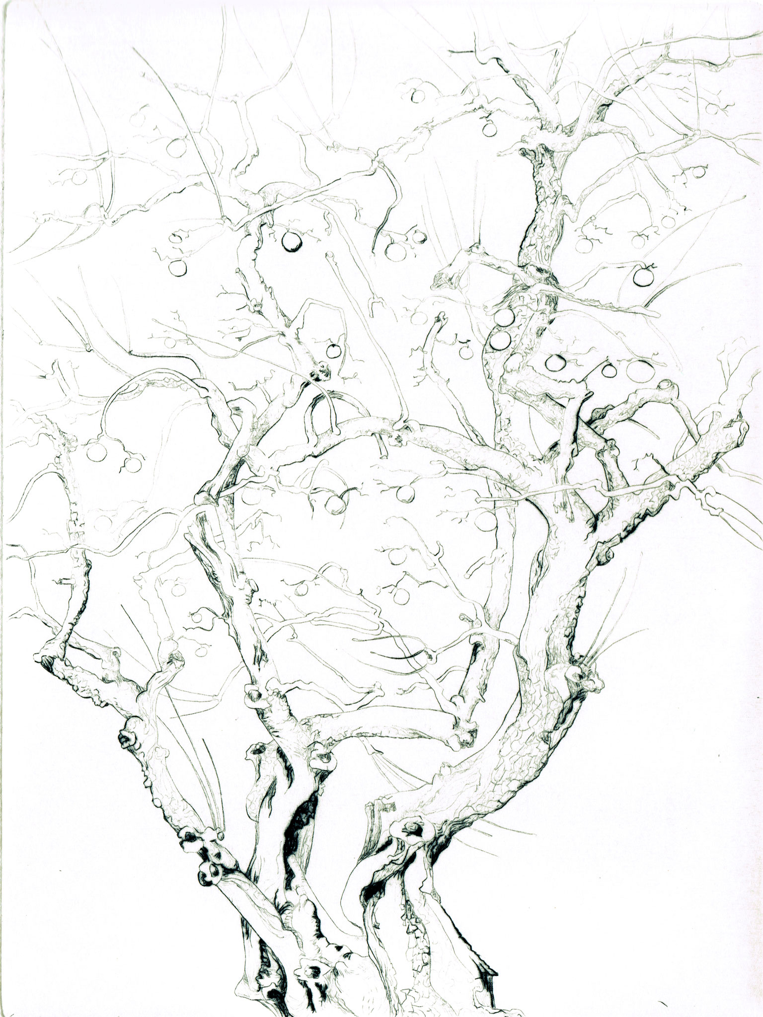 Kaltnadelradierung. 20 x 15 cm. 2018.