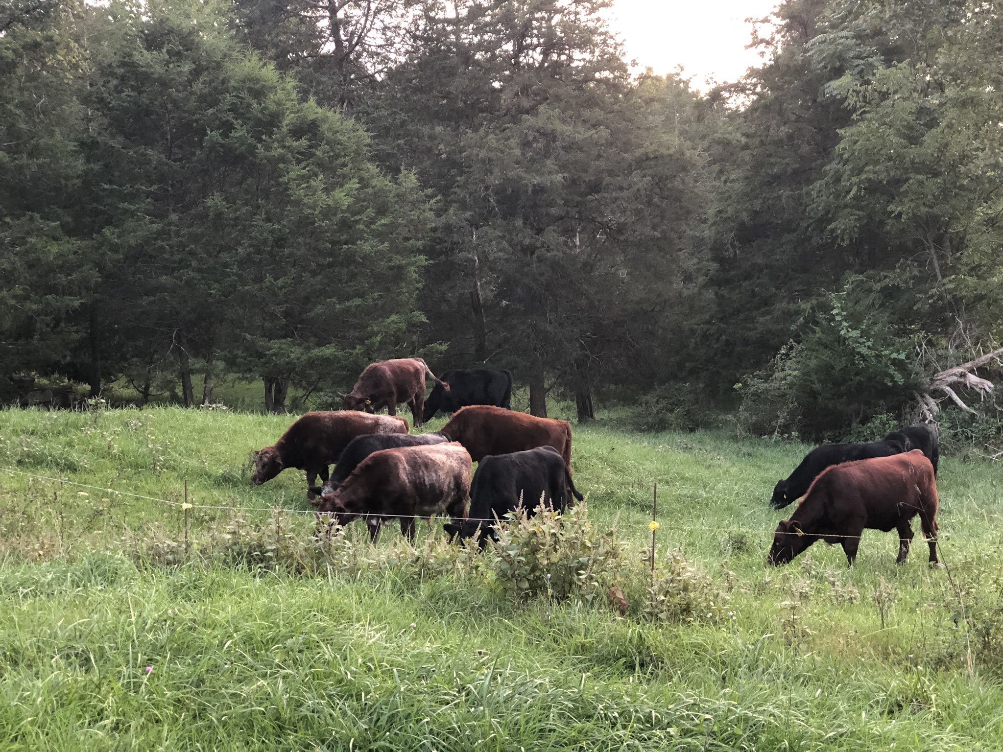 Cattle grazing at Swover Creek Farm in Edinburg.