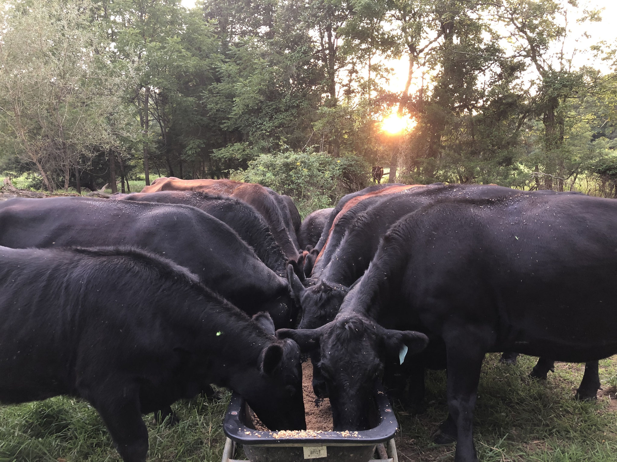 Cattle are enjoying the brewer's grain, which is a by-product of Swover Creek making their beer.