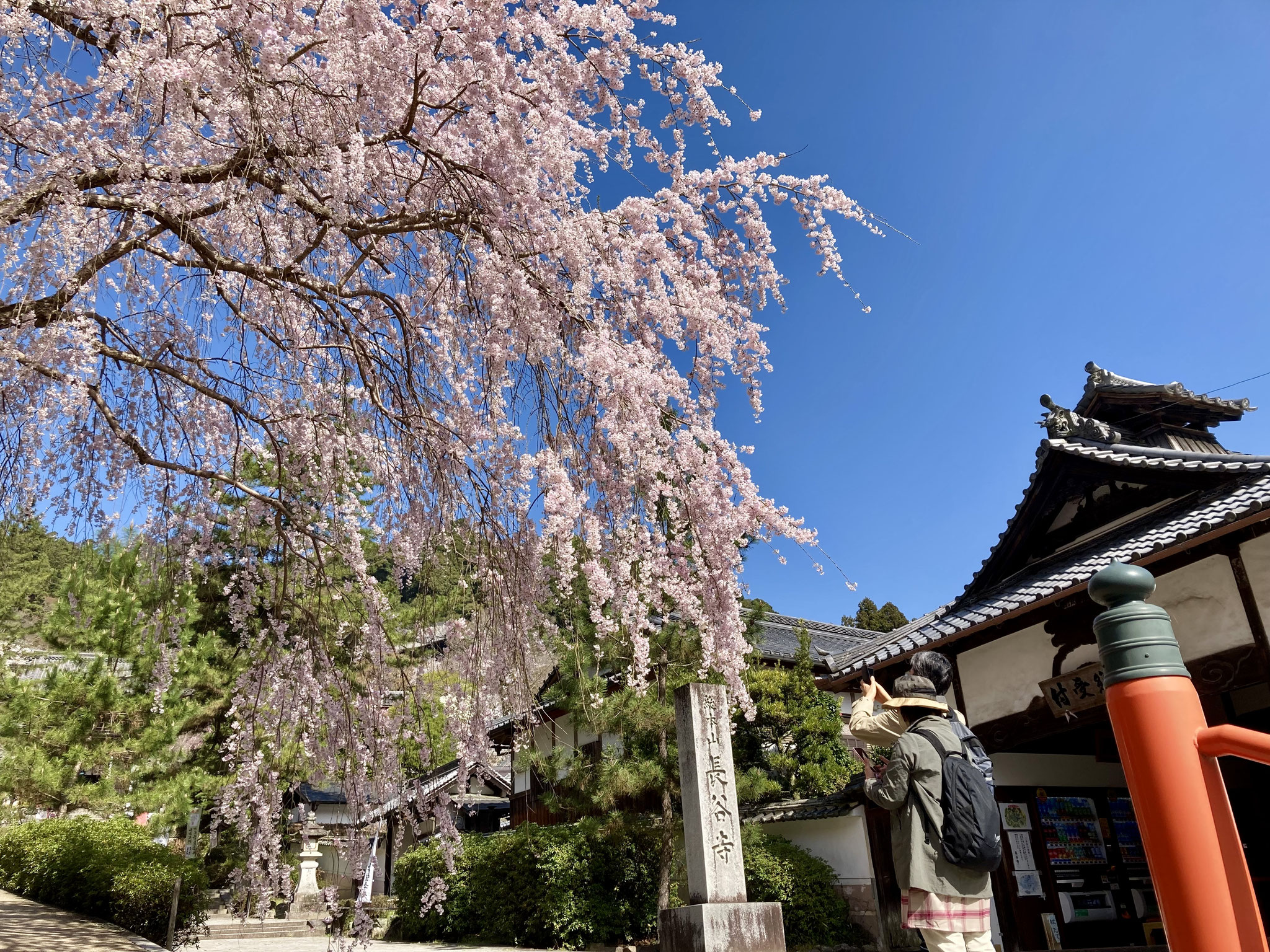 桜の長谷寺朝勤行