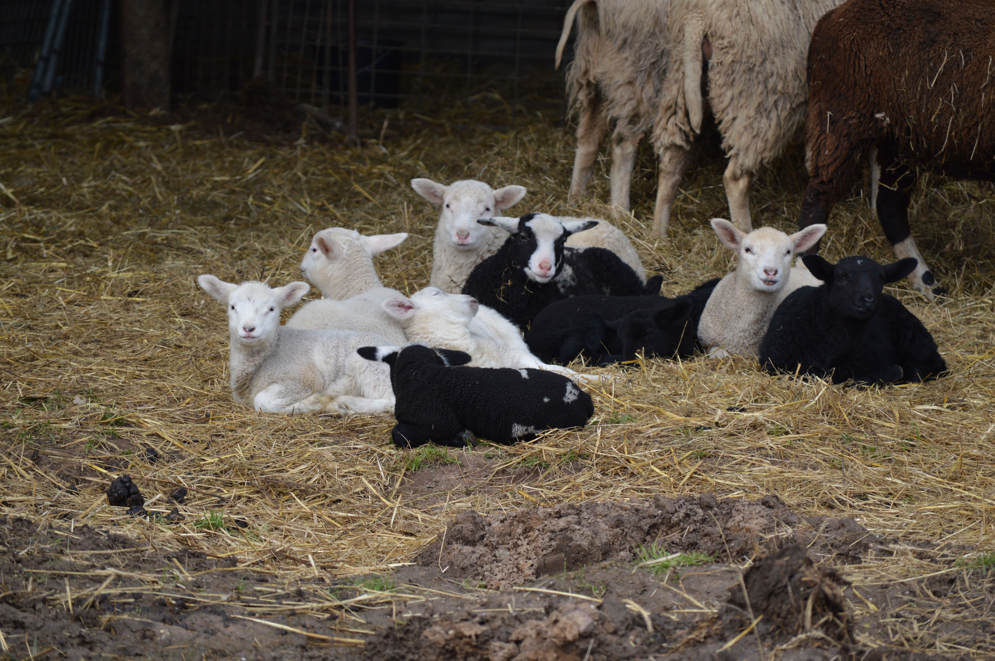 Schafzucht - Bioland Geflügelhof Bodden