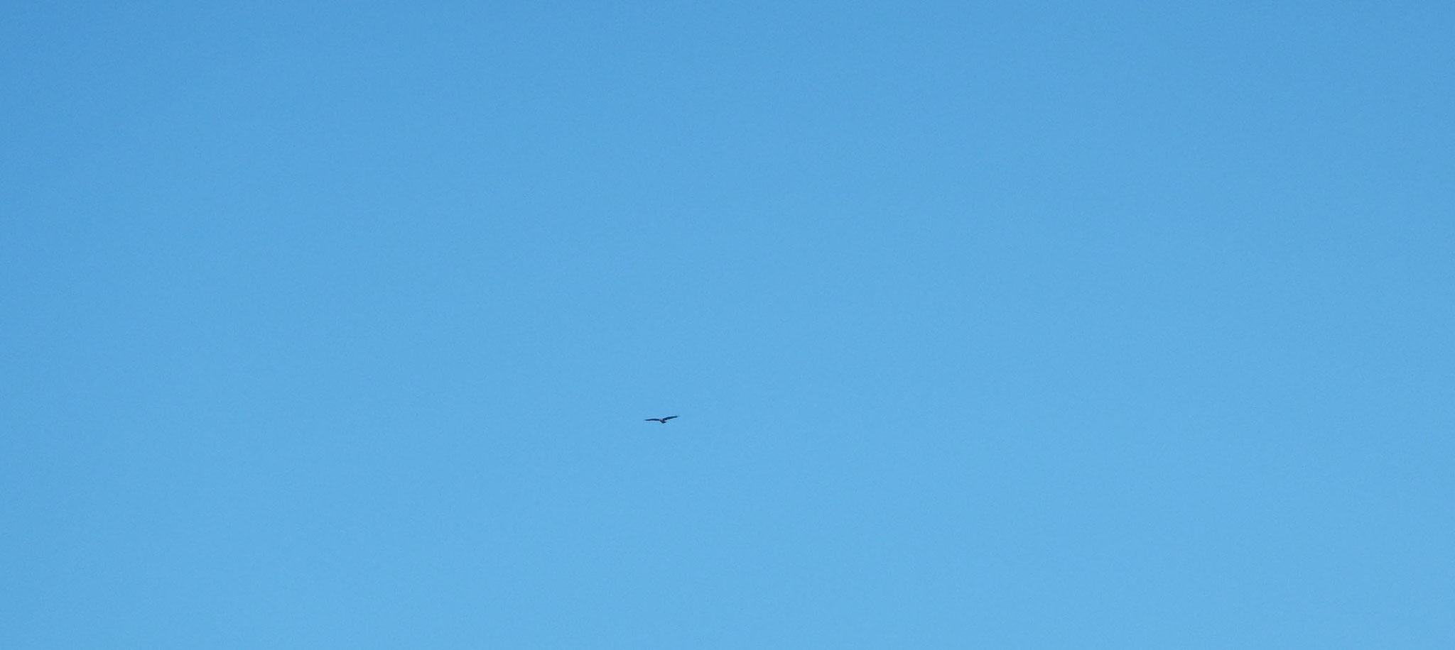 Suchbild- Greifvogel am blauen Himmel