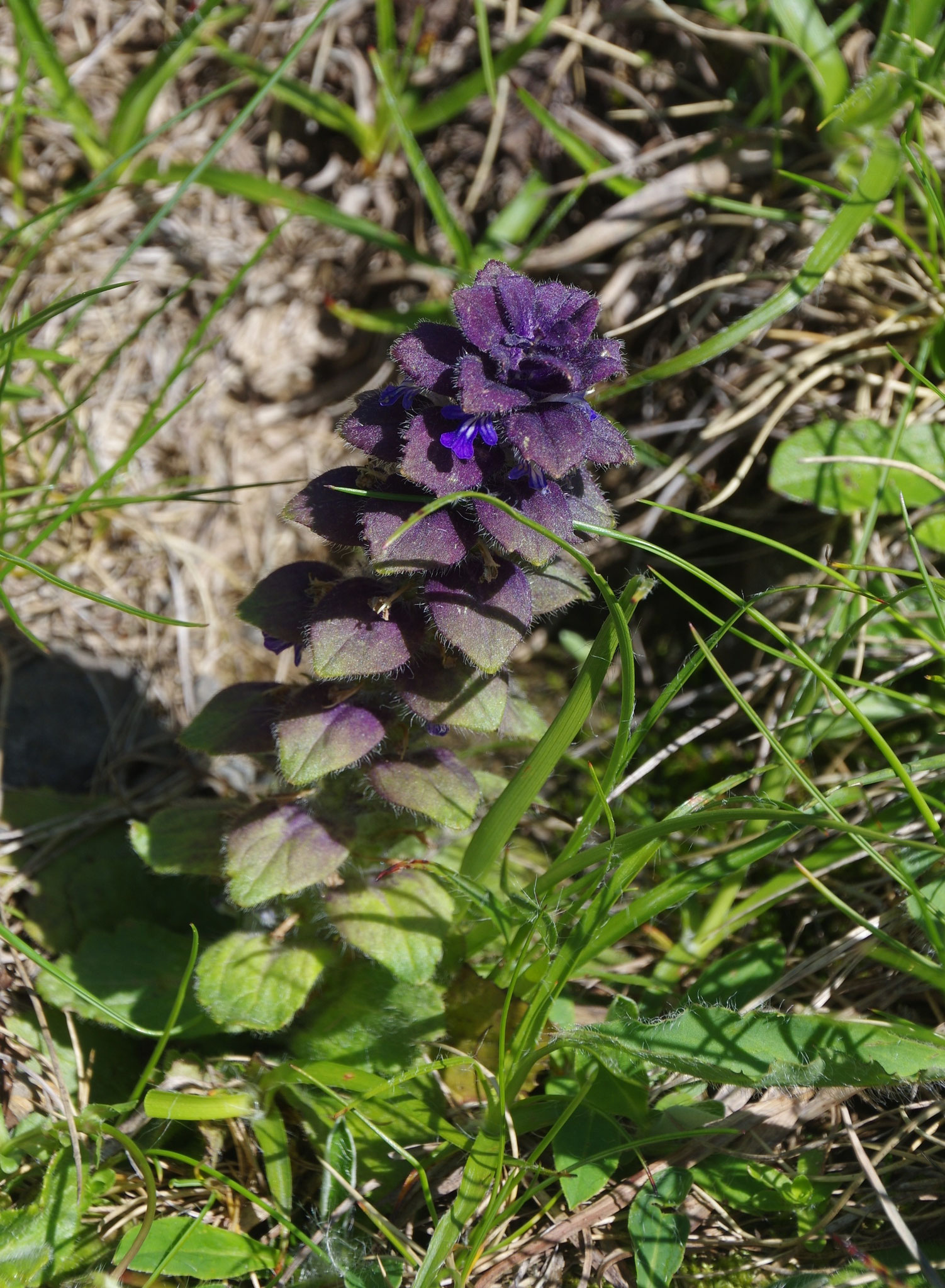 Bugle pyramidale