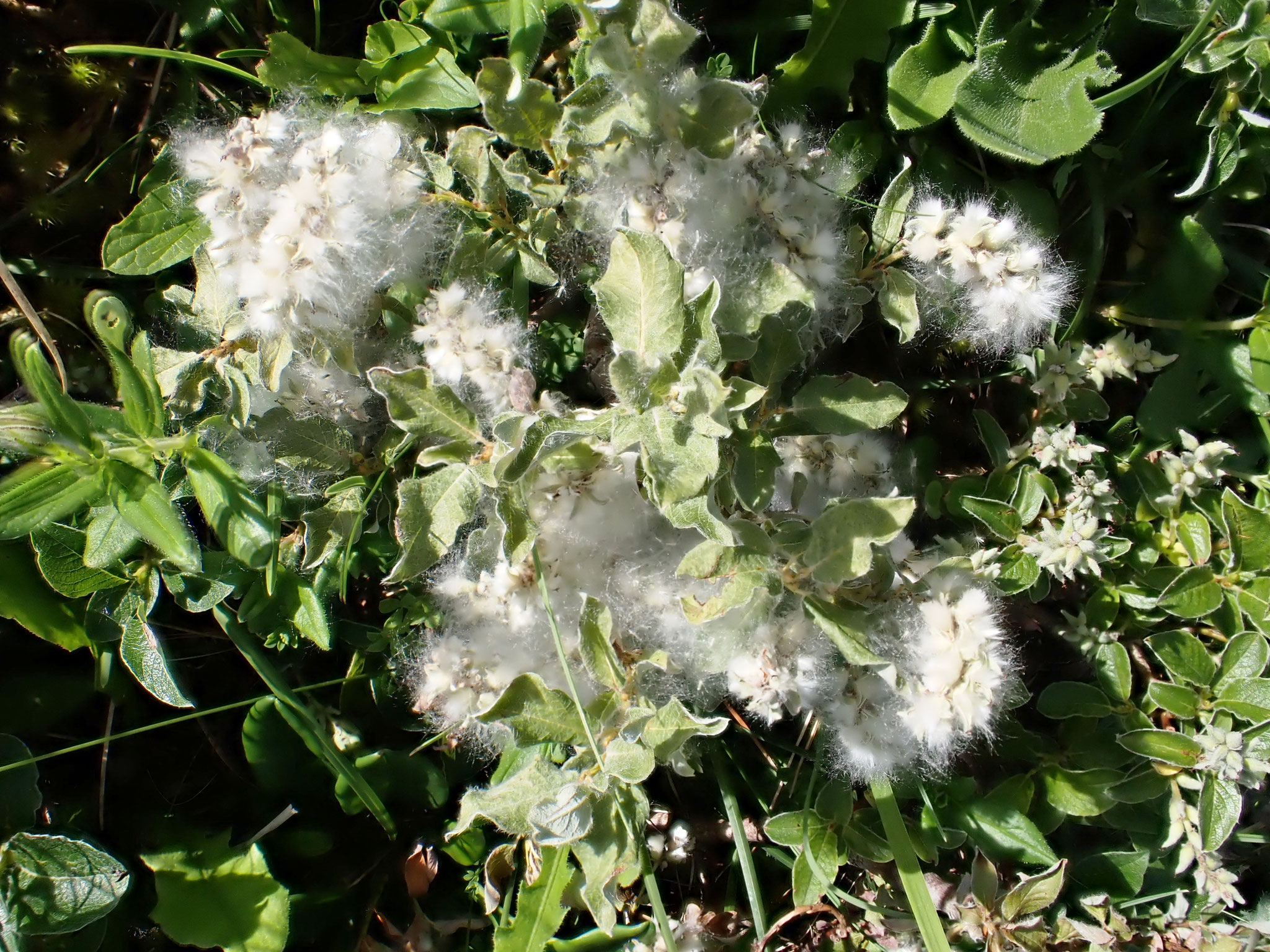 Saule des Pyrénées / Salix pyrenaica