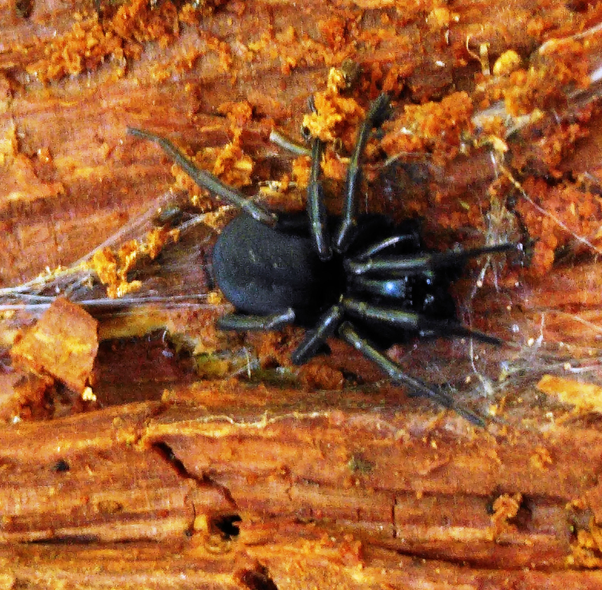 Amaurobe féroce / Amaurobius ferox