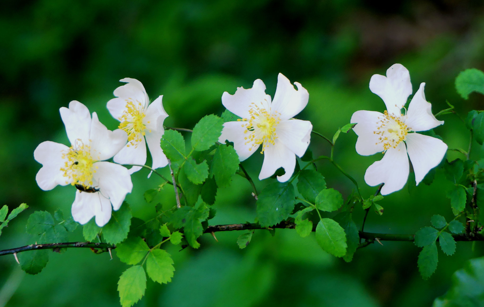 Rosier des chaps / Rosa arvensis