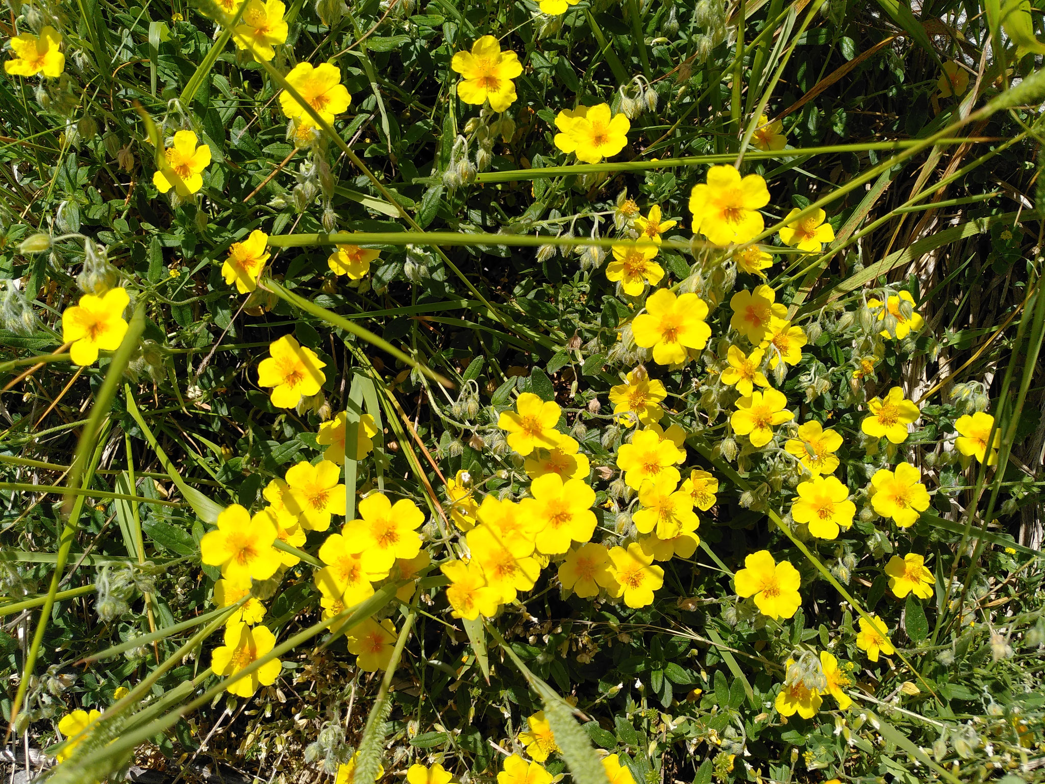 Hélianthème nummulaire / Helianthemum nummularium