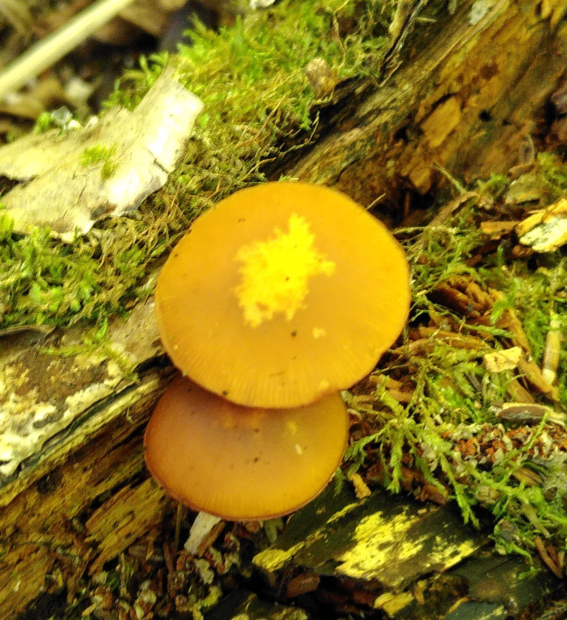 Galère marginée / Galerina marginata
