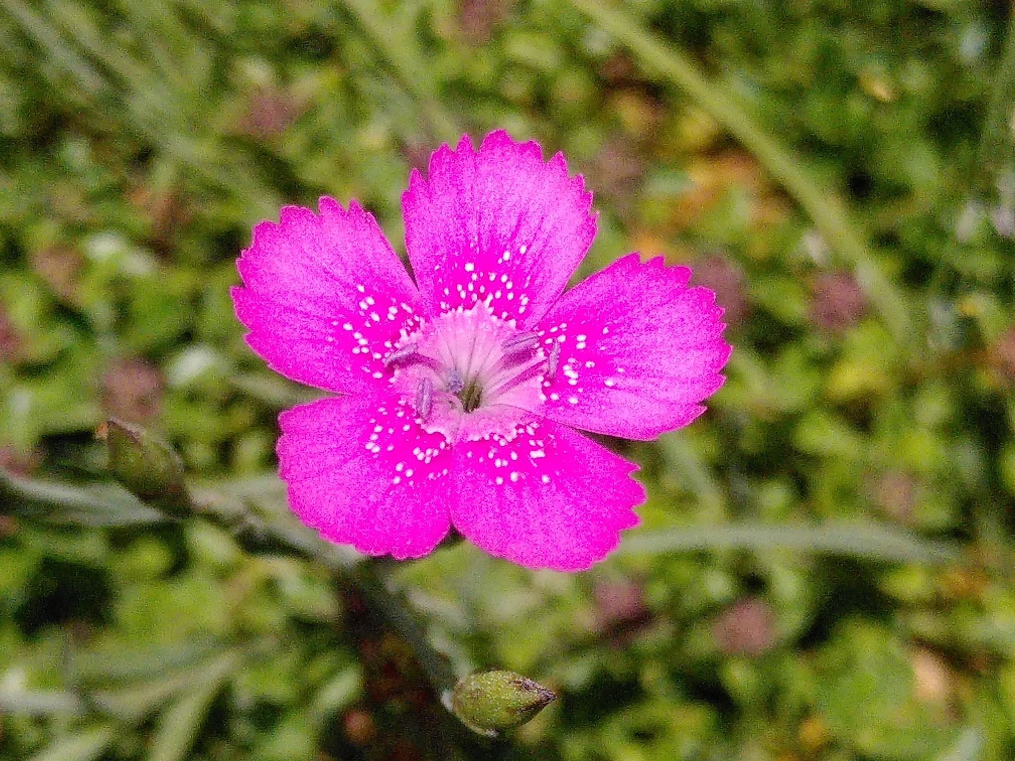 Œillet à delta / Dianthus deltoides
