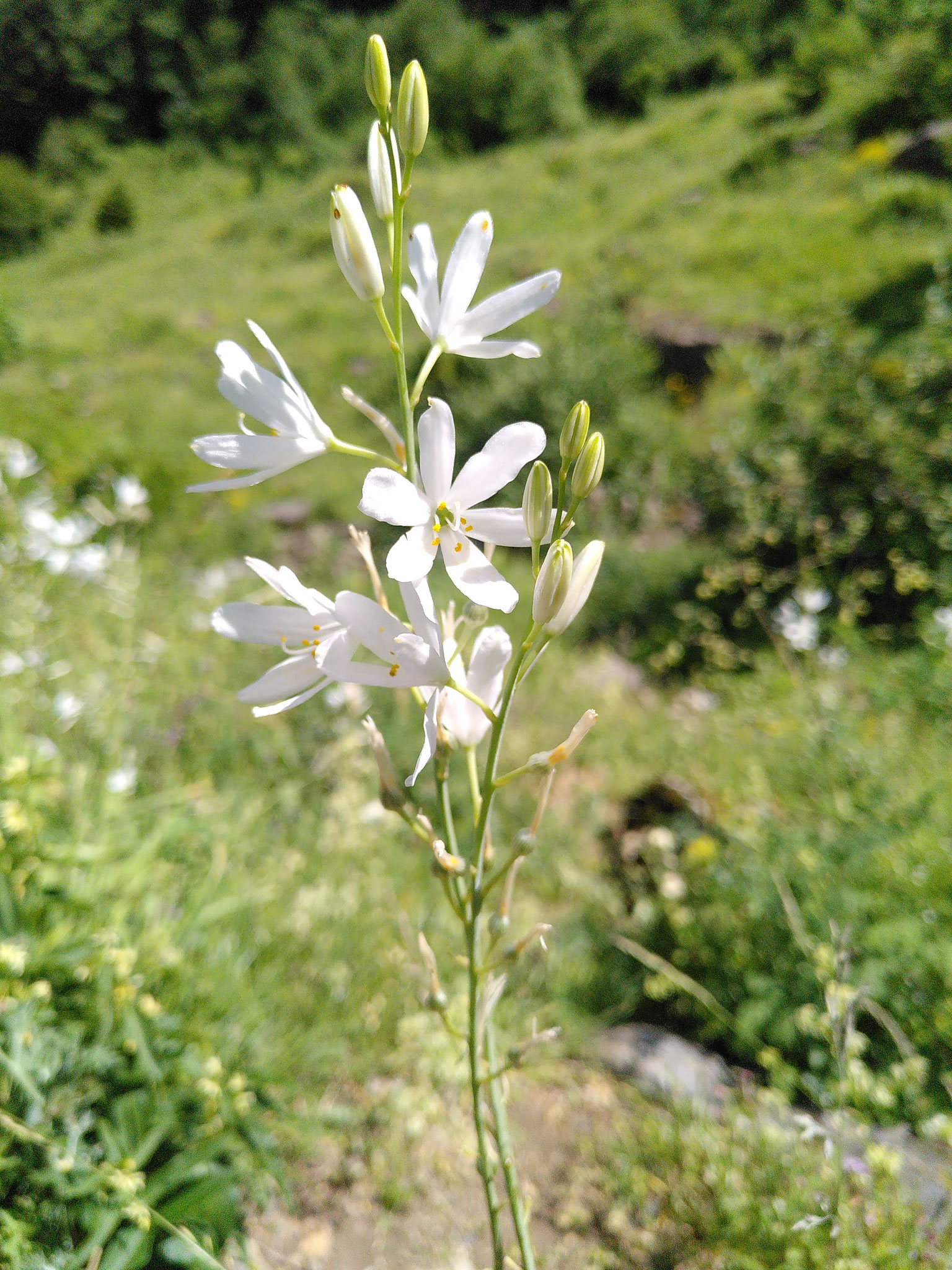 Phalangère petit lys / Anthericum liliago
