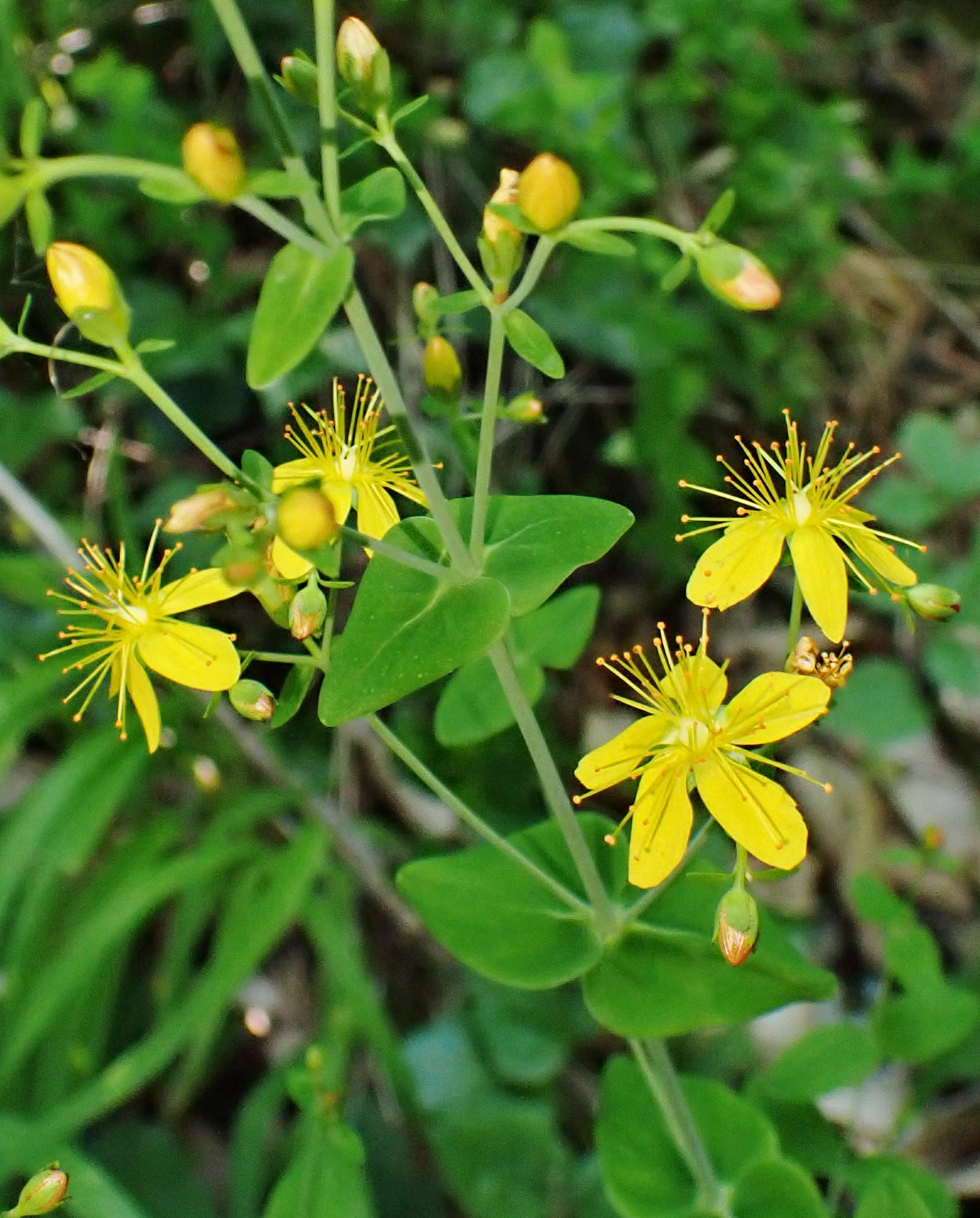 Millepertuis élégant / Hypericum pulchrum