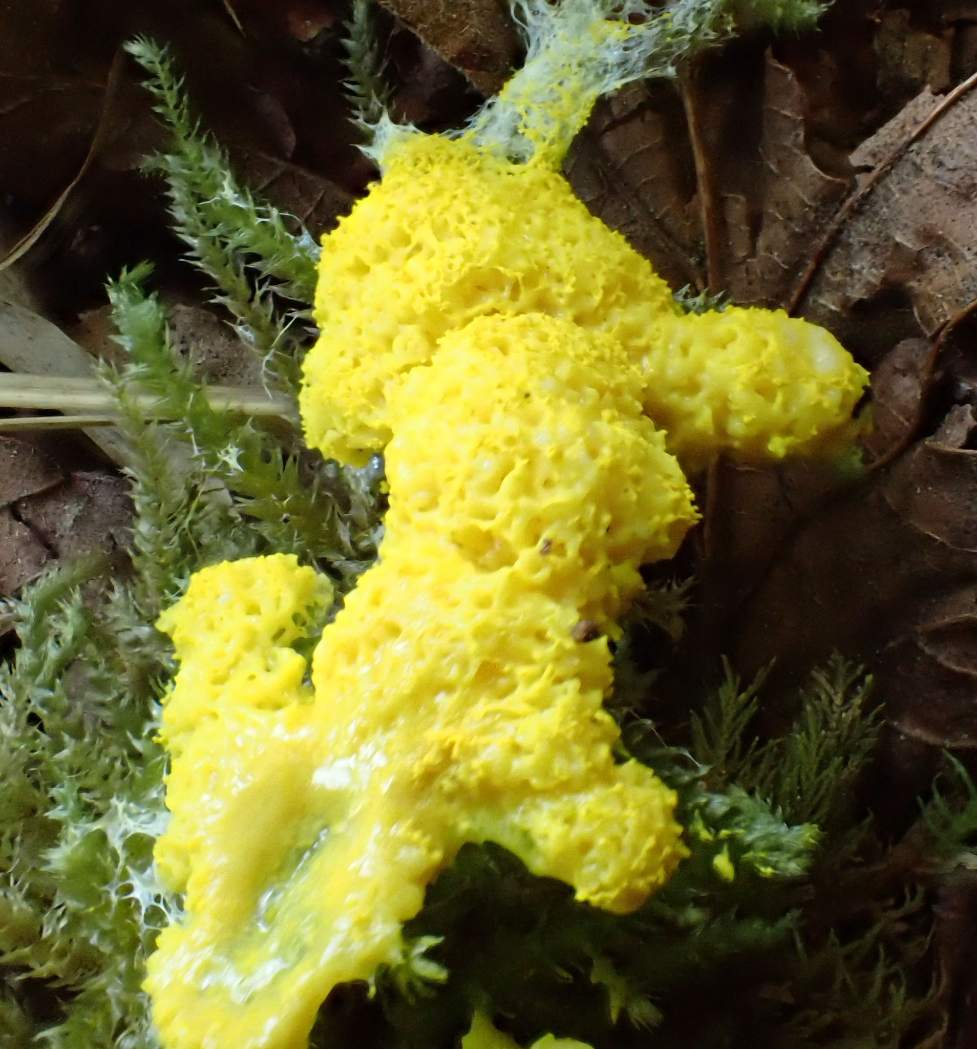 Fuligo septica