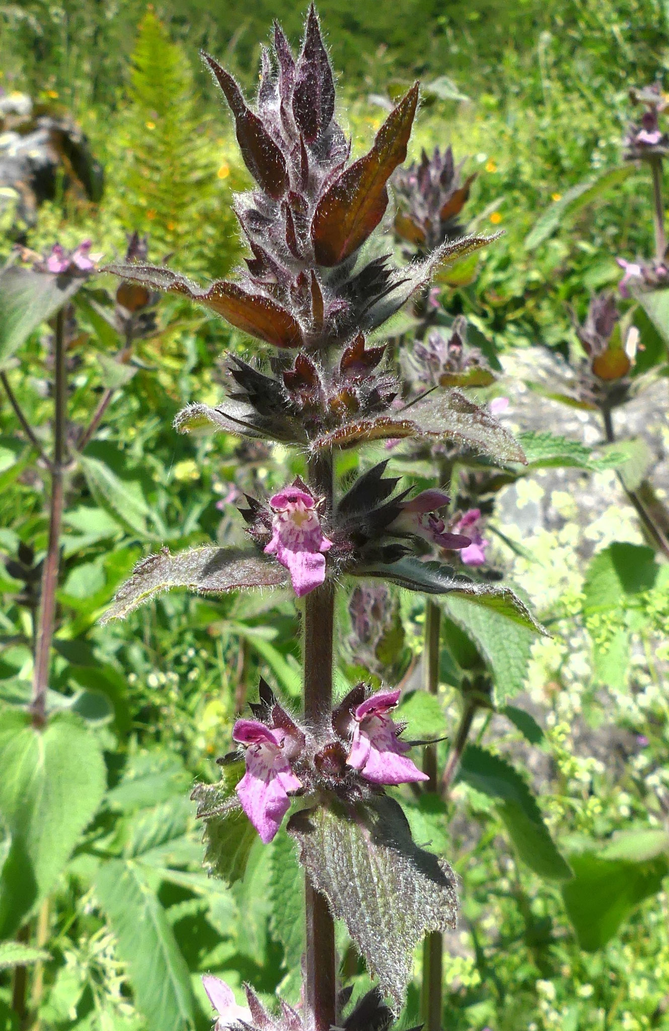 Épiaire des Alpes / Stachys alpina