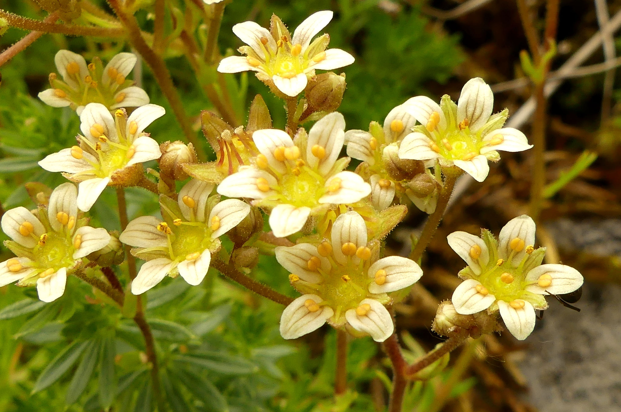 Saxifrage d'Hariot / Saxifraga hariotii