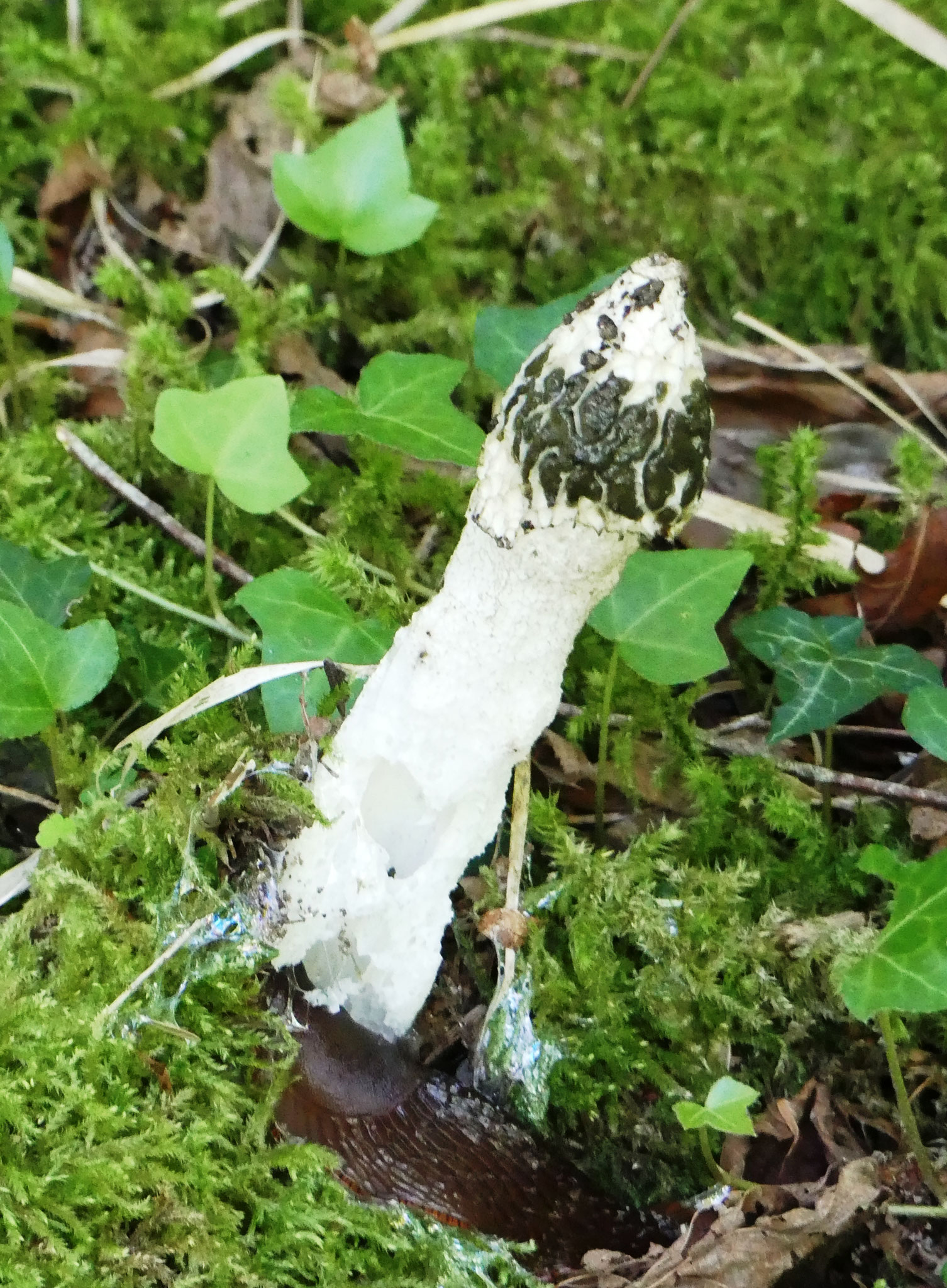 Satyre puant / Phallus impudicus