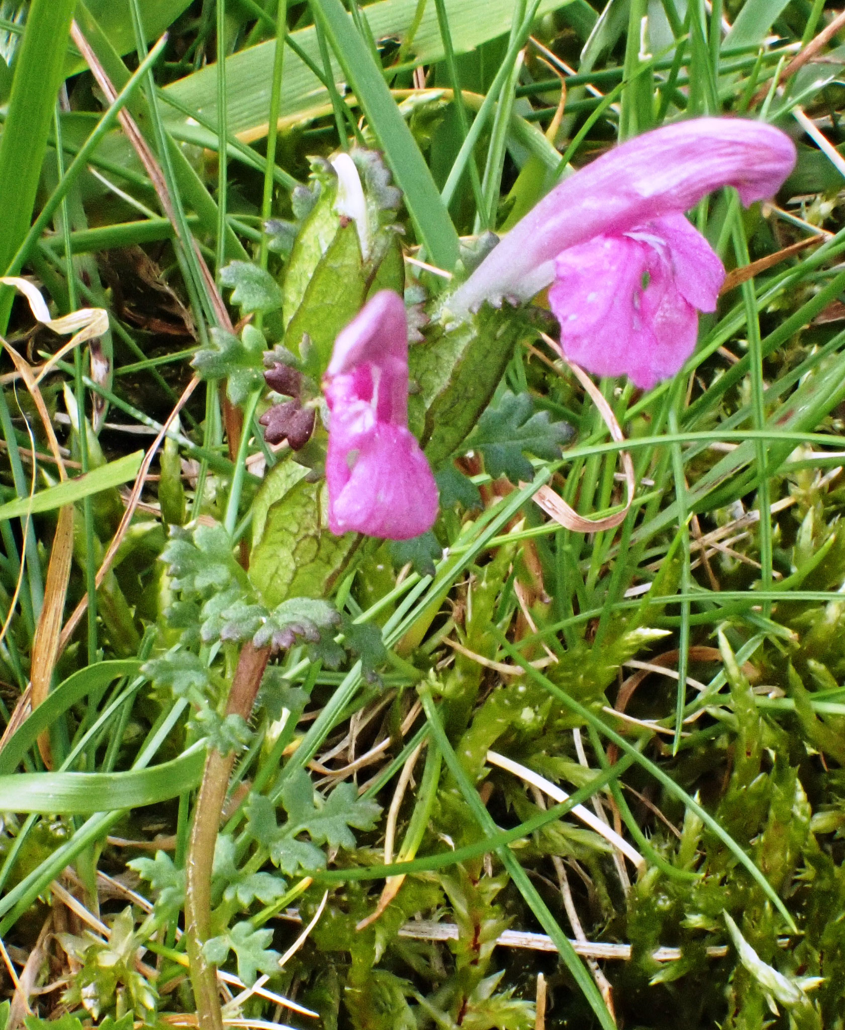 Scrophulaire des bois / Scrophularia sylvatica