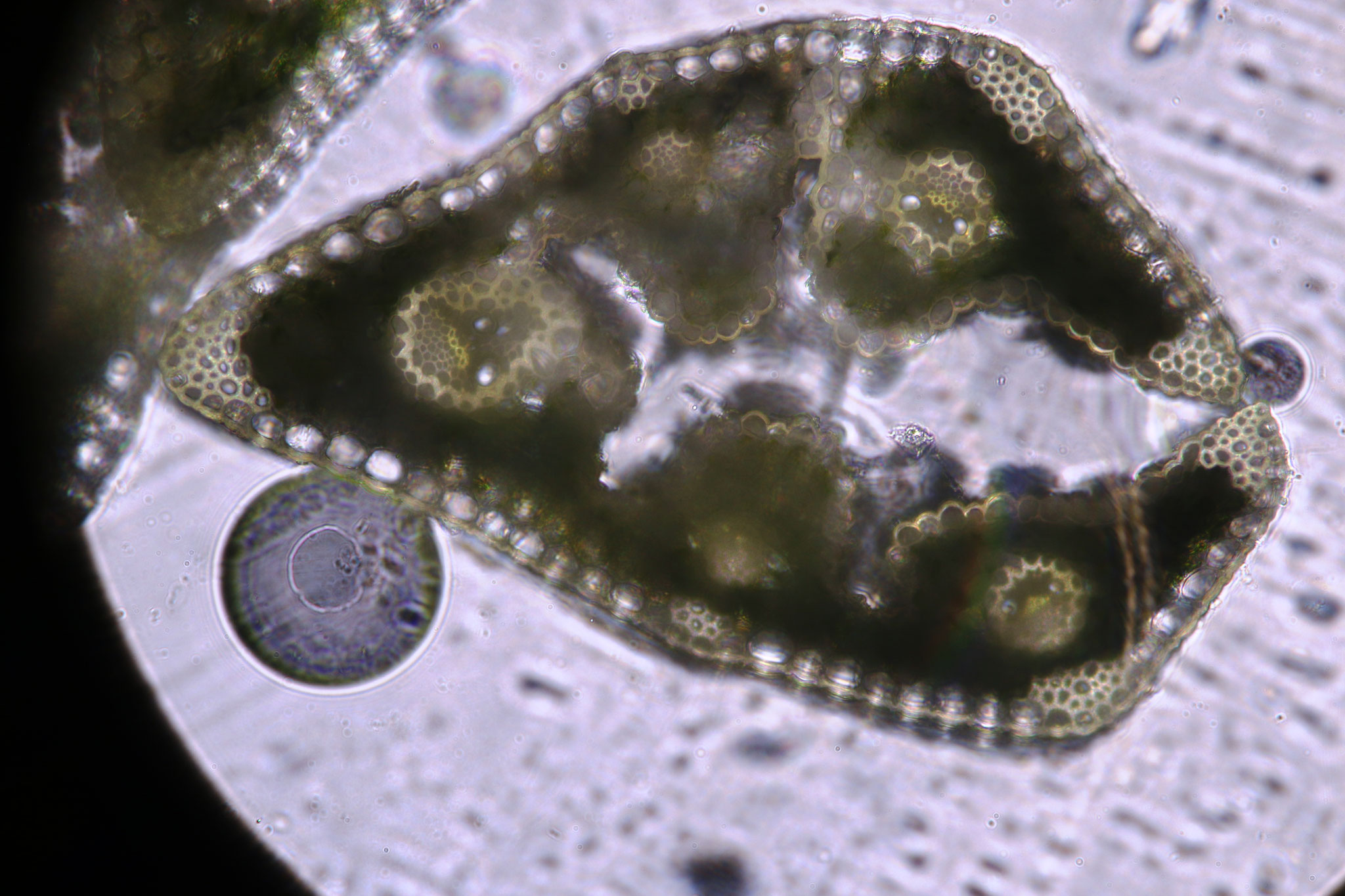 Fétuque noircissante (coupe transversale d'une feuille réalisée par Marc) / Festuca nigrescens