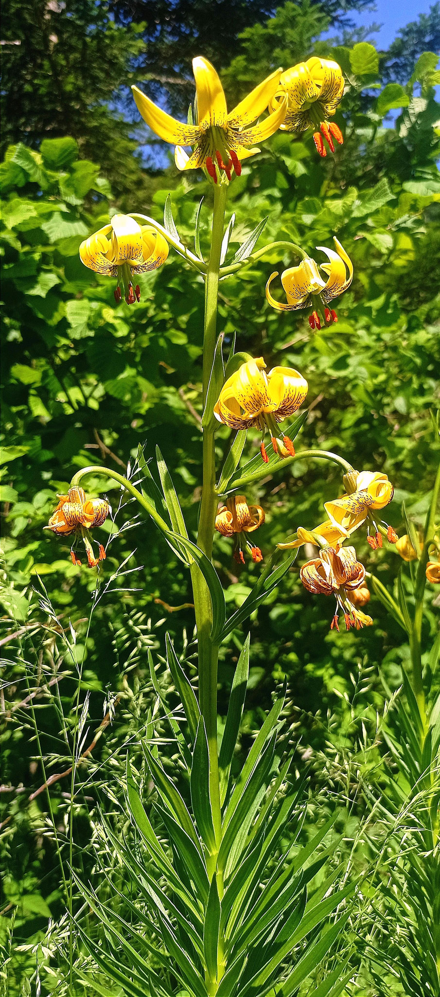 Lys des Pyrénées / Lilium pyrenaicum