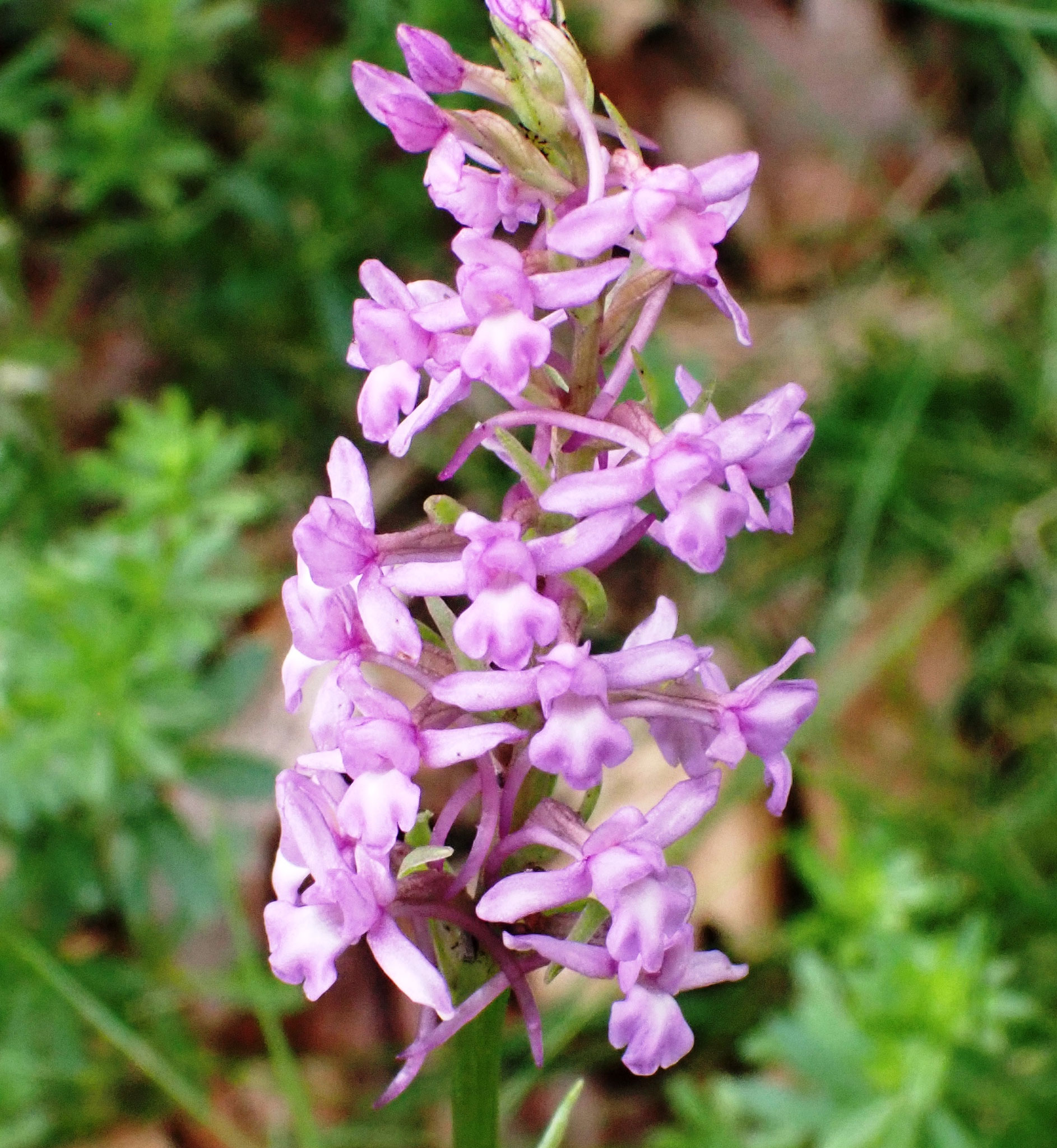 Orchis moustique / Gymnadenia conopsea