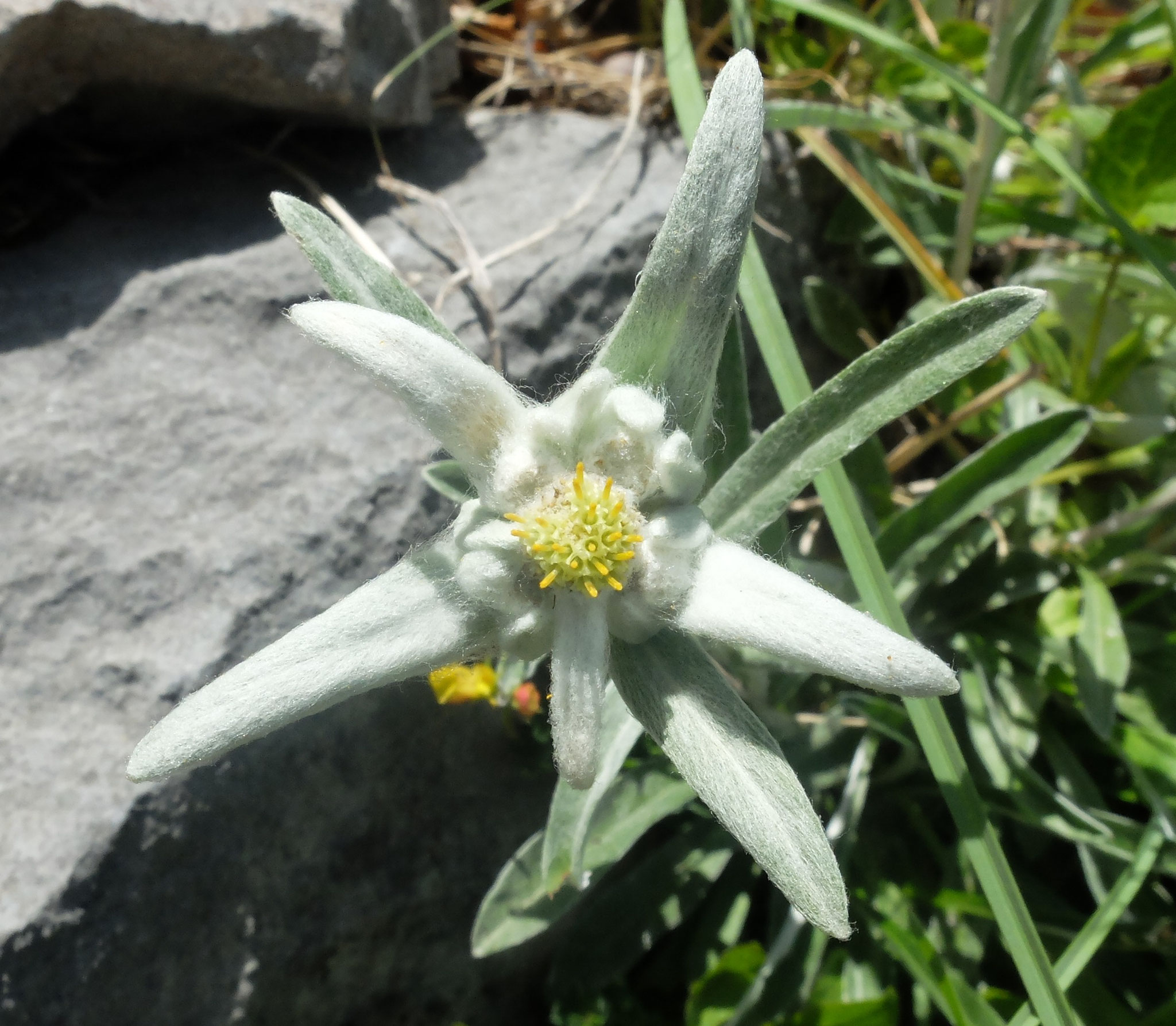 Édelweiss / Leontopodium nivale subsp alpinum