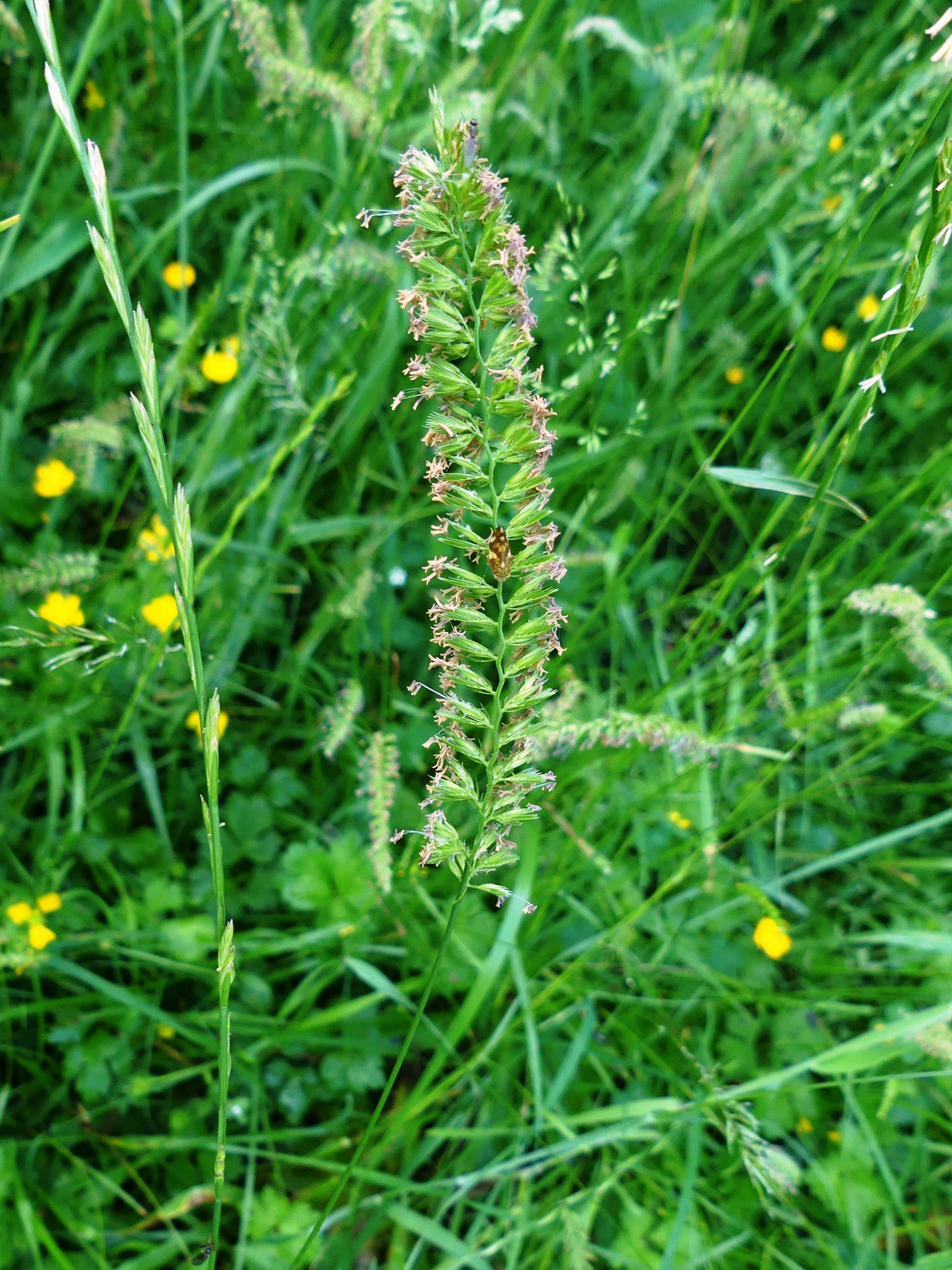 Crételle des prés ou queue de chien / Cynosurus cristatus