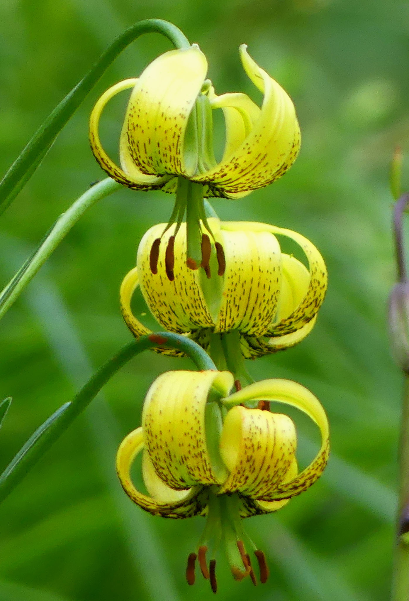 Lys des Pyrénées / Lilium pyrenaicum