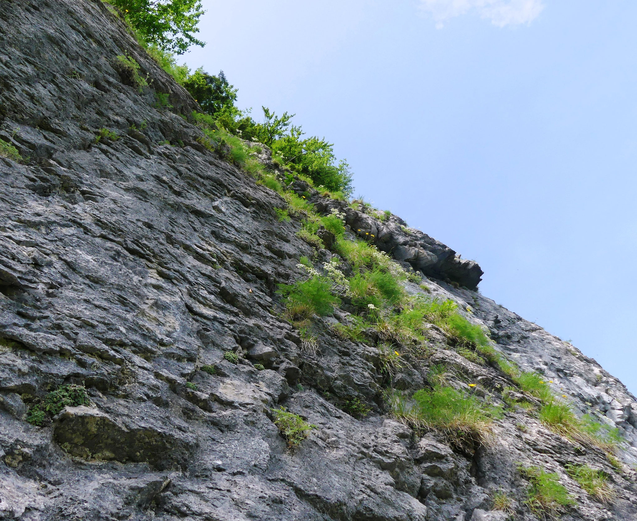 Falaise vue d'en bas, touffes de déthawie et coussinets d'androsace
