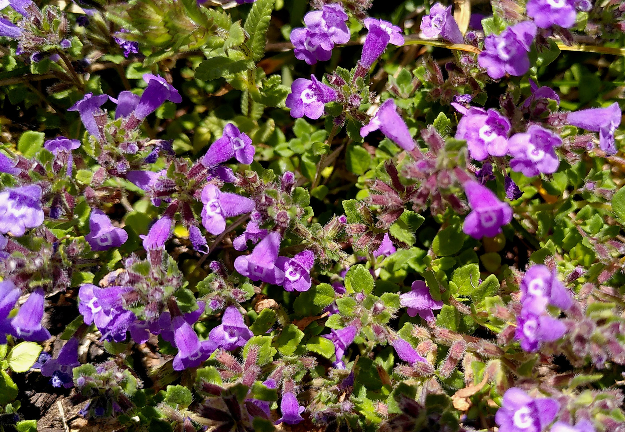 Calament méridional / Ziziphora granatensis