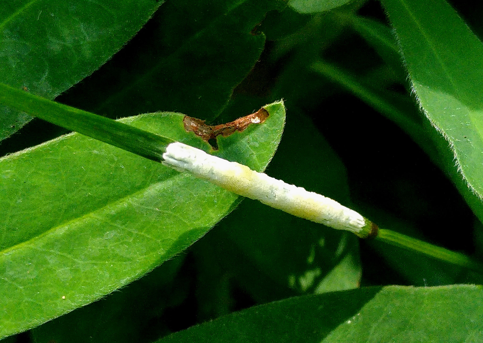 Quenouille de la massette / Epichloe typhina