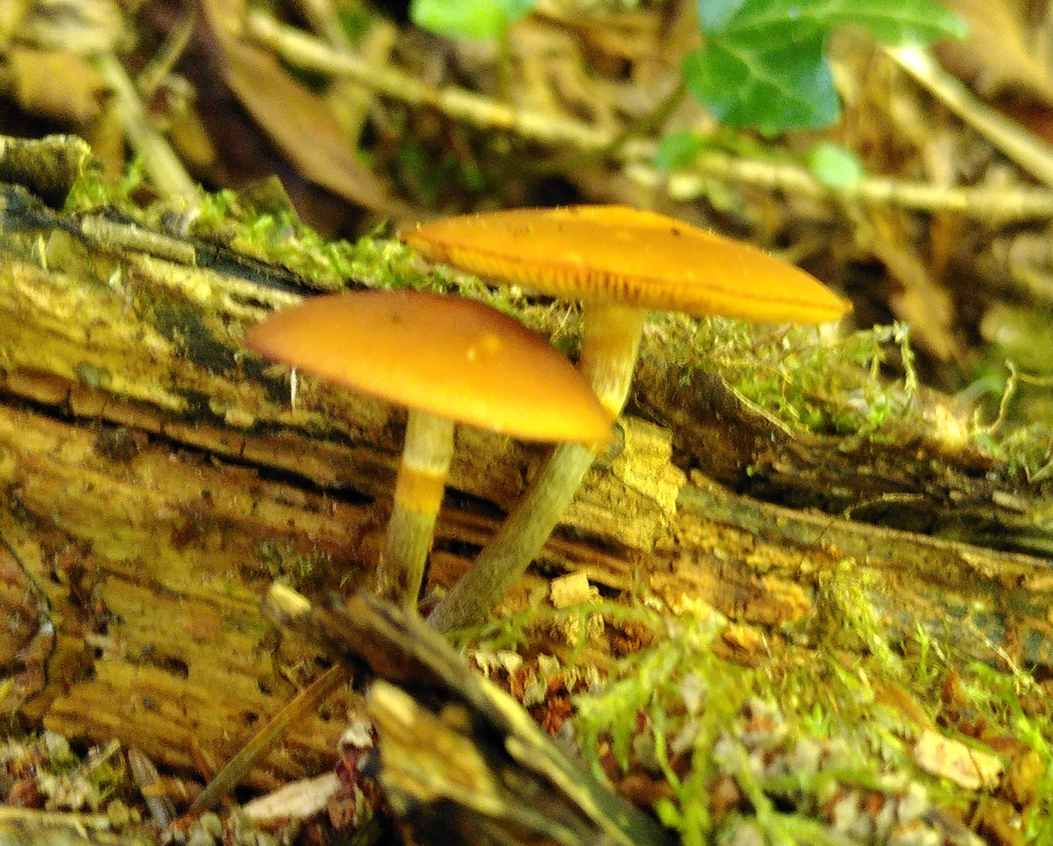 Galère marginée / Galerina marginata