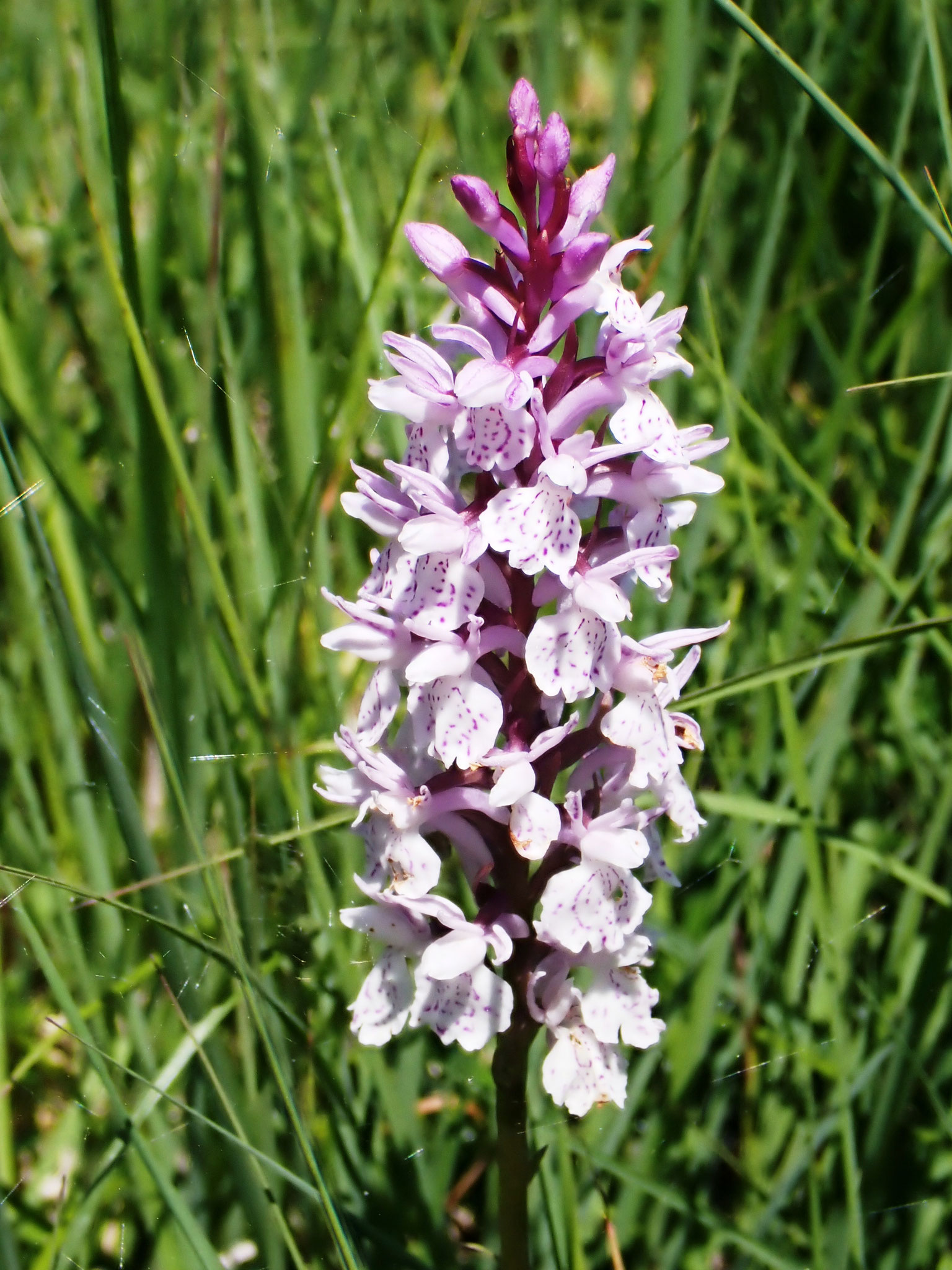 Orchis tacheté / Dactylorhiza maculata