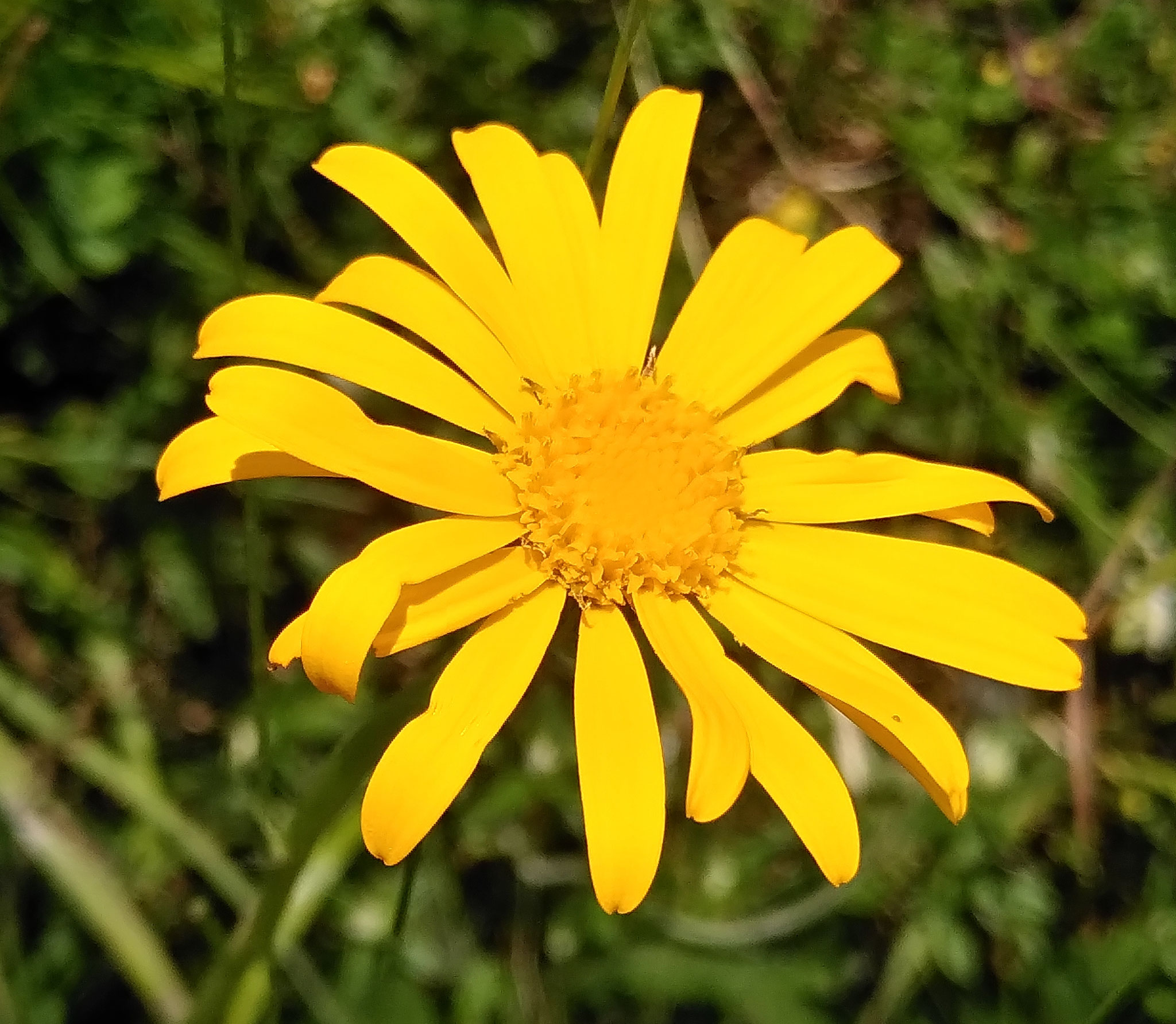 Séceçon Doronic / Senecio doronicum