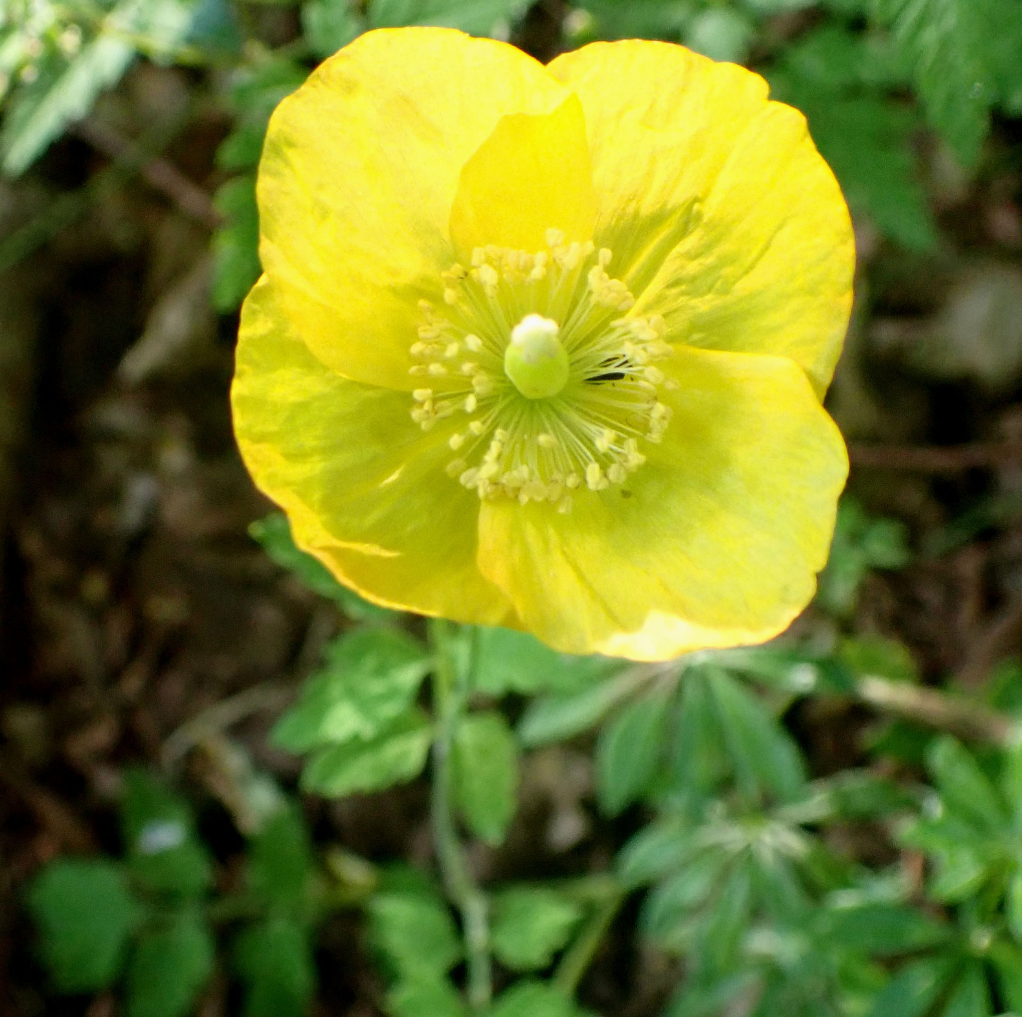 Pavot du Pays de Galles / Papaver cambricum