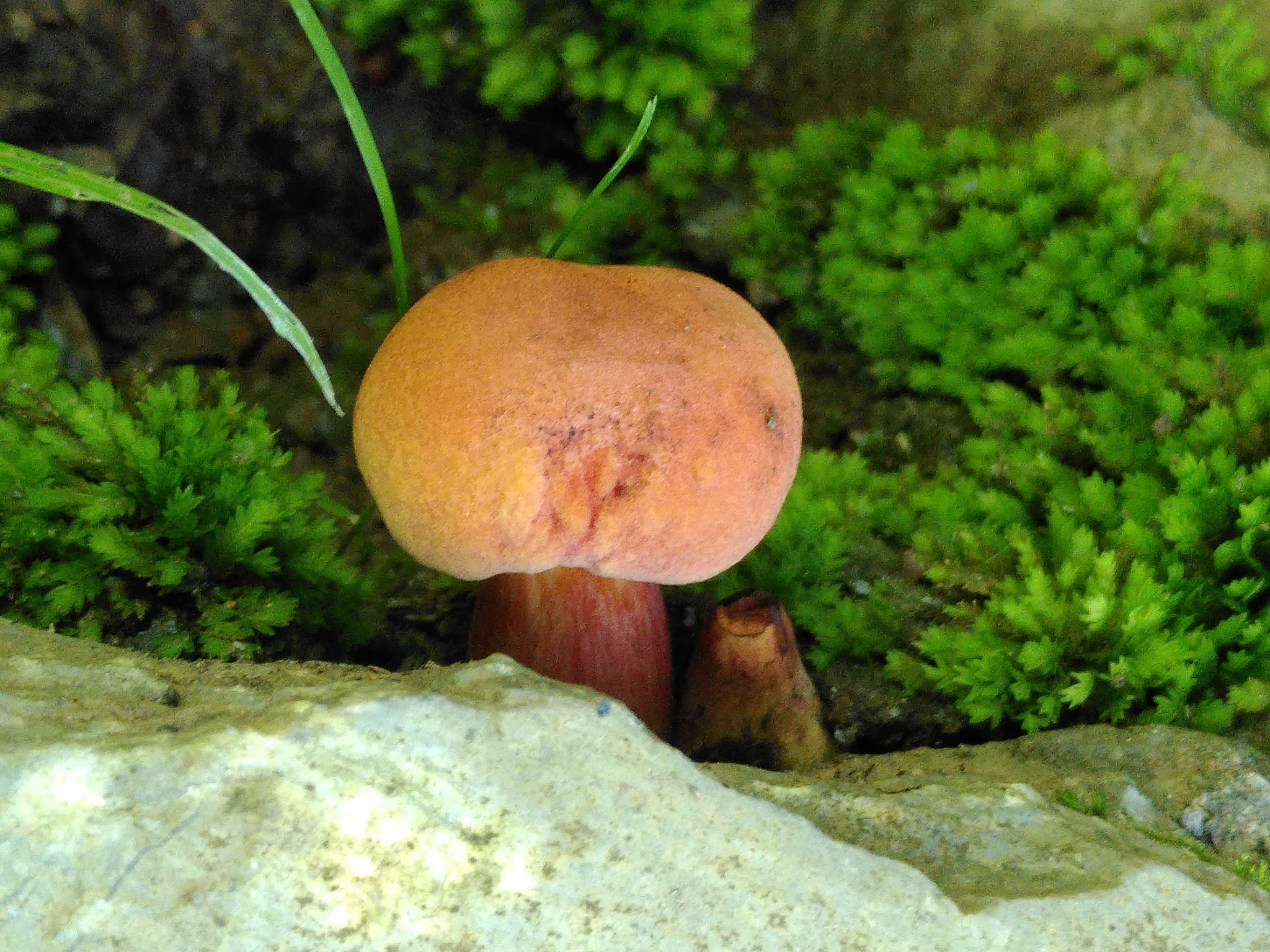 Bolet abricot / Xerocomus armeniacus