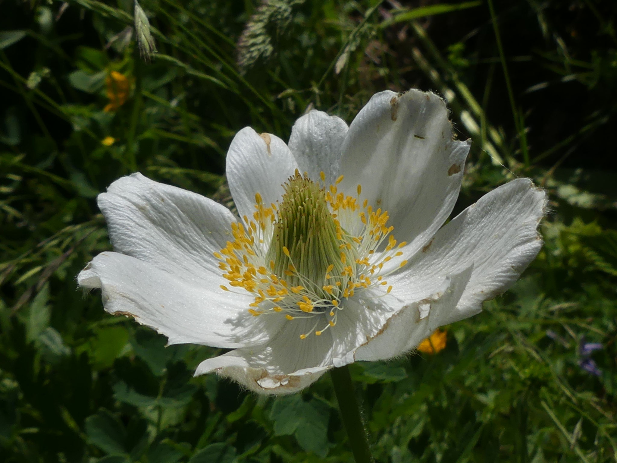Pulsatille des Alpes / Pulsatilla alpina