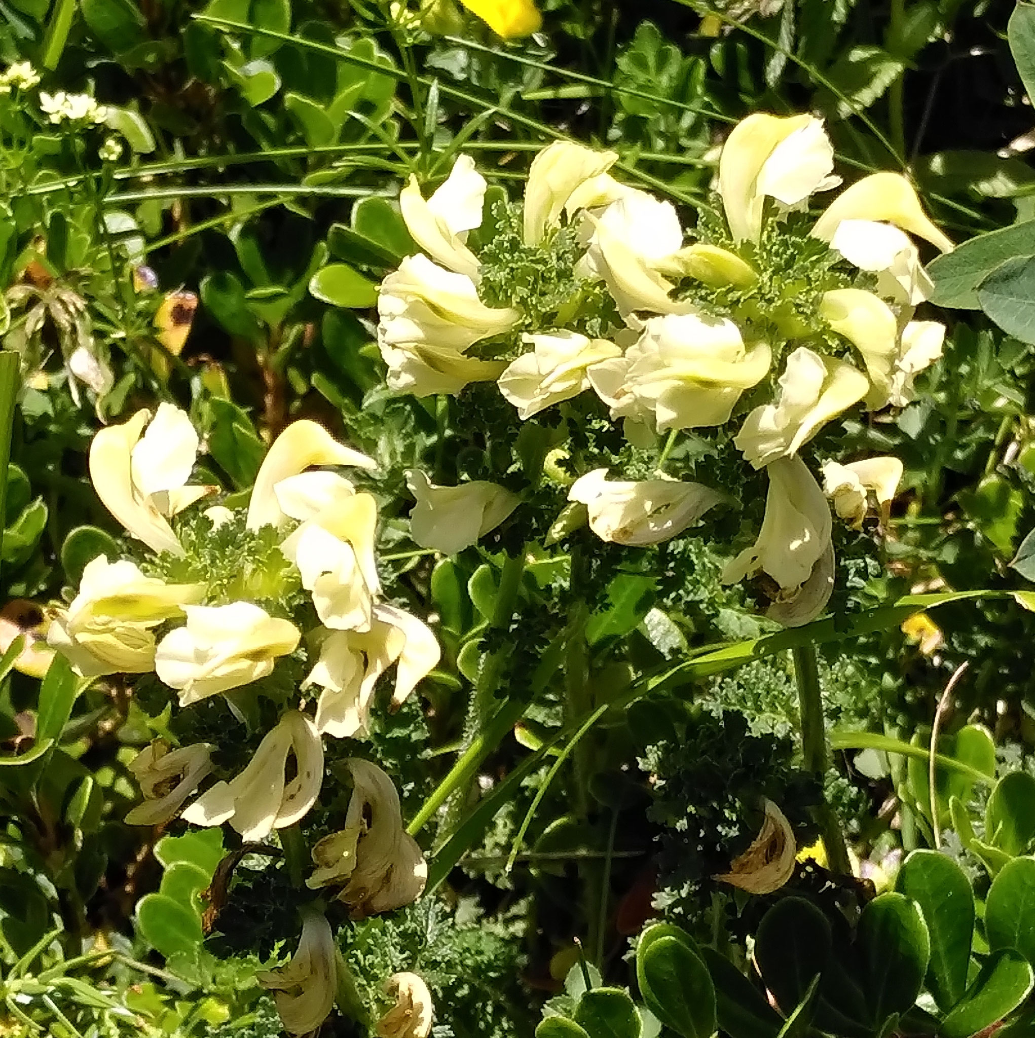 Pédiculaire tubéreuse / Pedicularis tuberosa