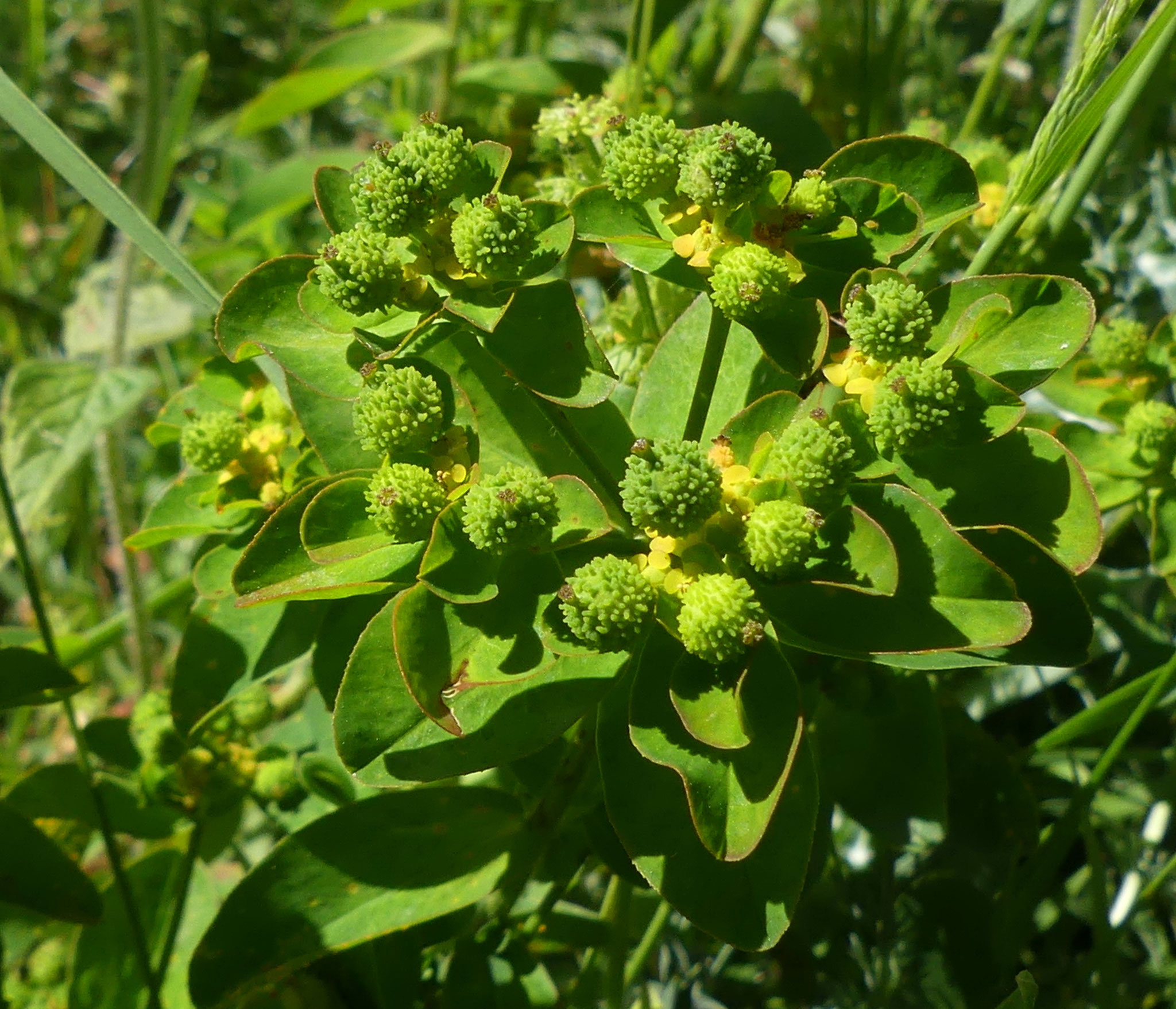 Euphorbe verruqueuse / Euphorbia verrucosa