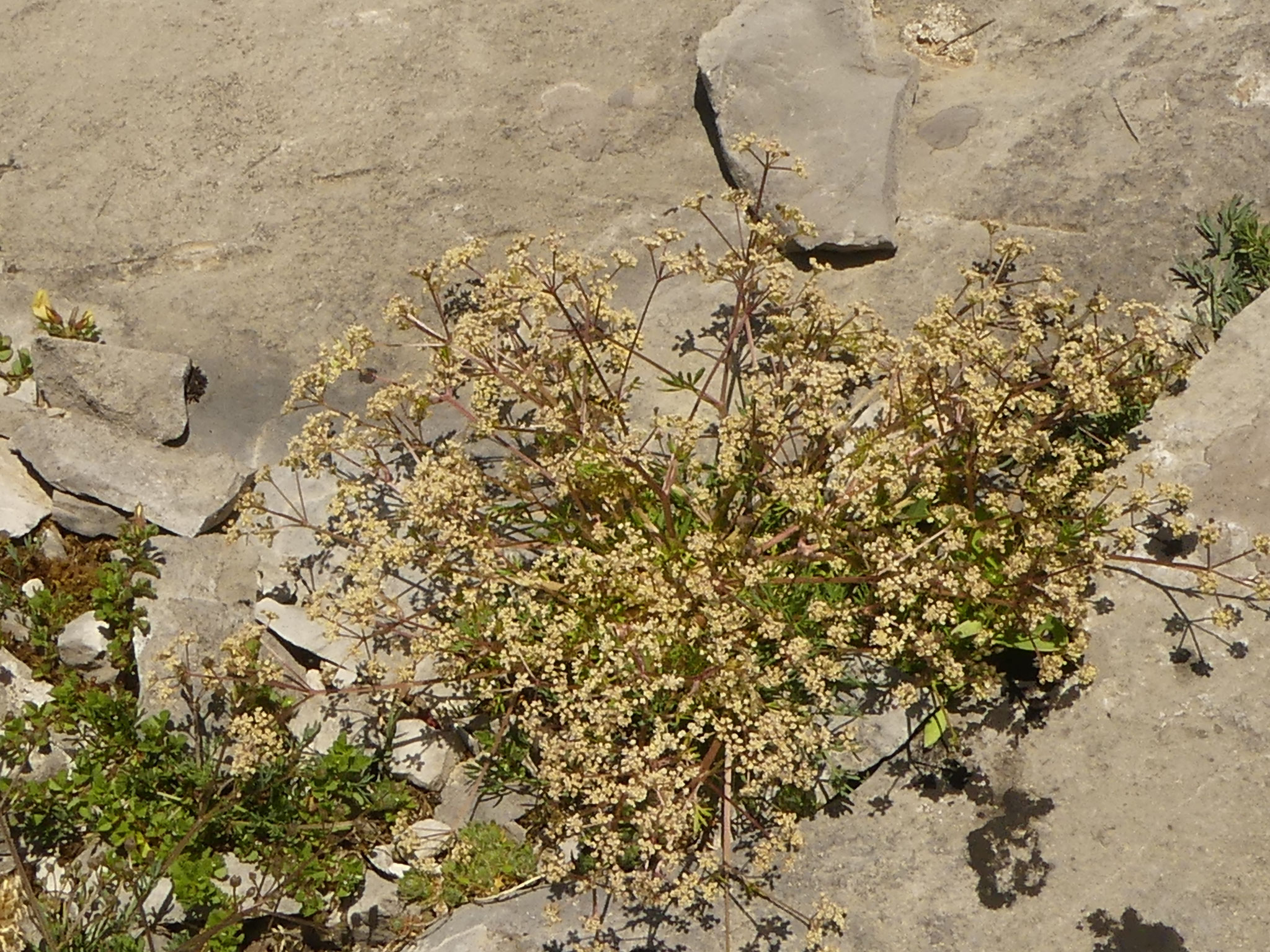 Trinia glauque / Trinia glauca