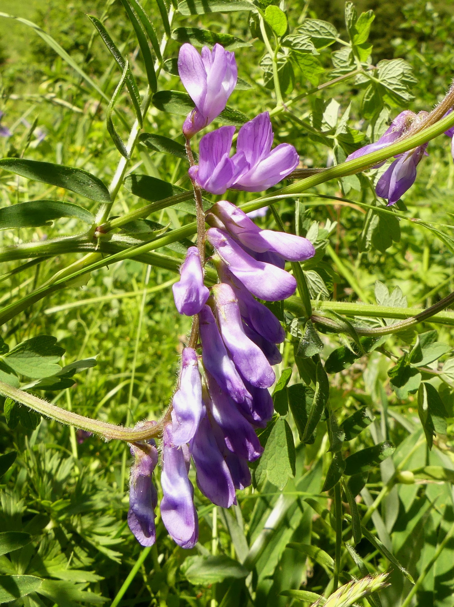 Vesce cracca / Vicia cracca