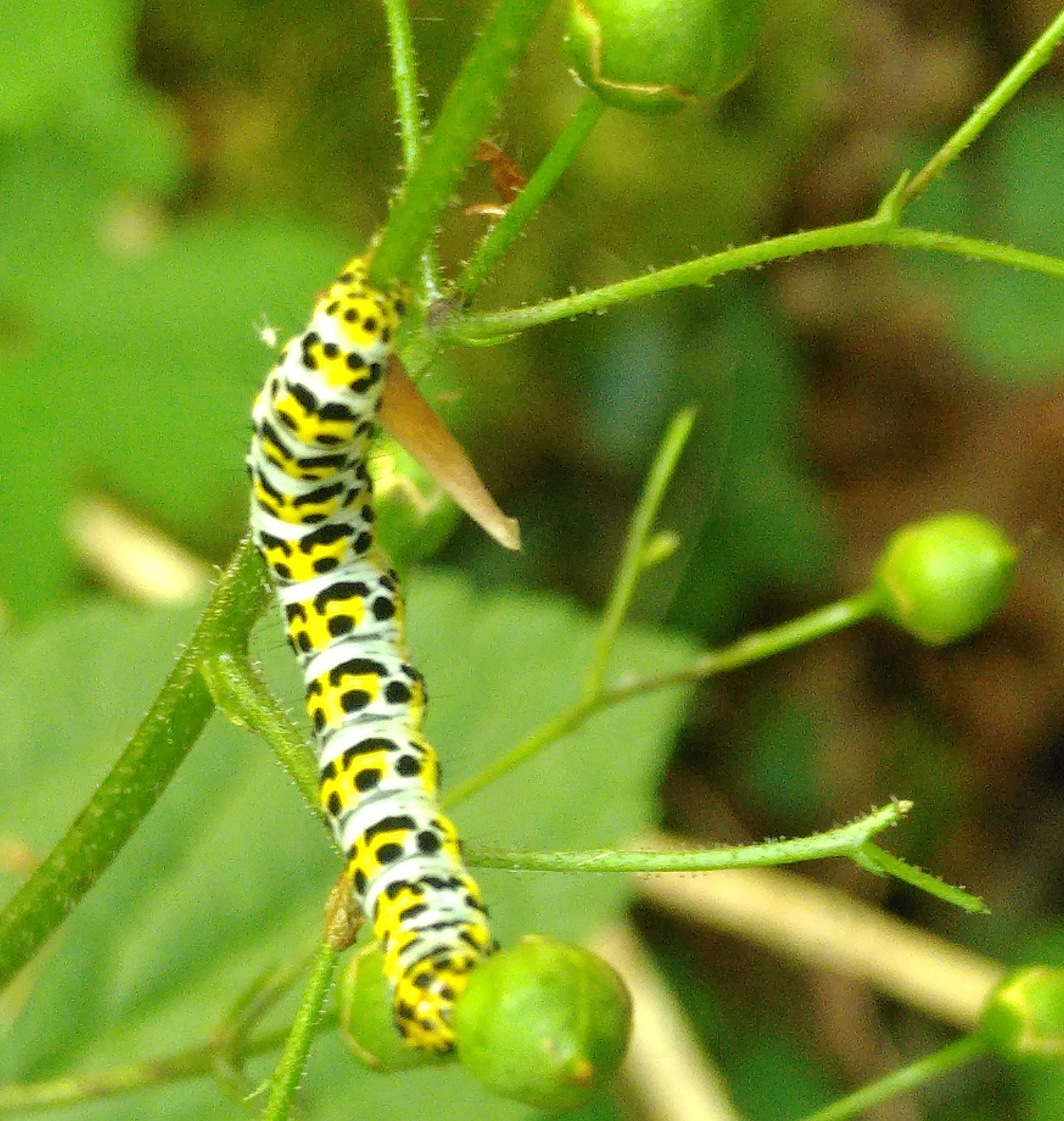 Cucullie de la scrophulaire / Cucullia scrophulariae
