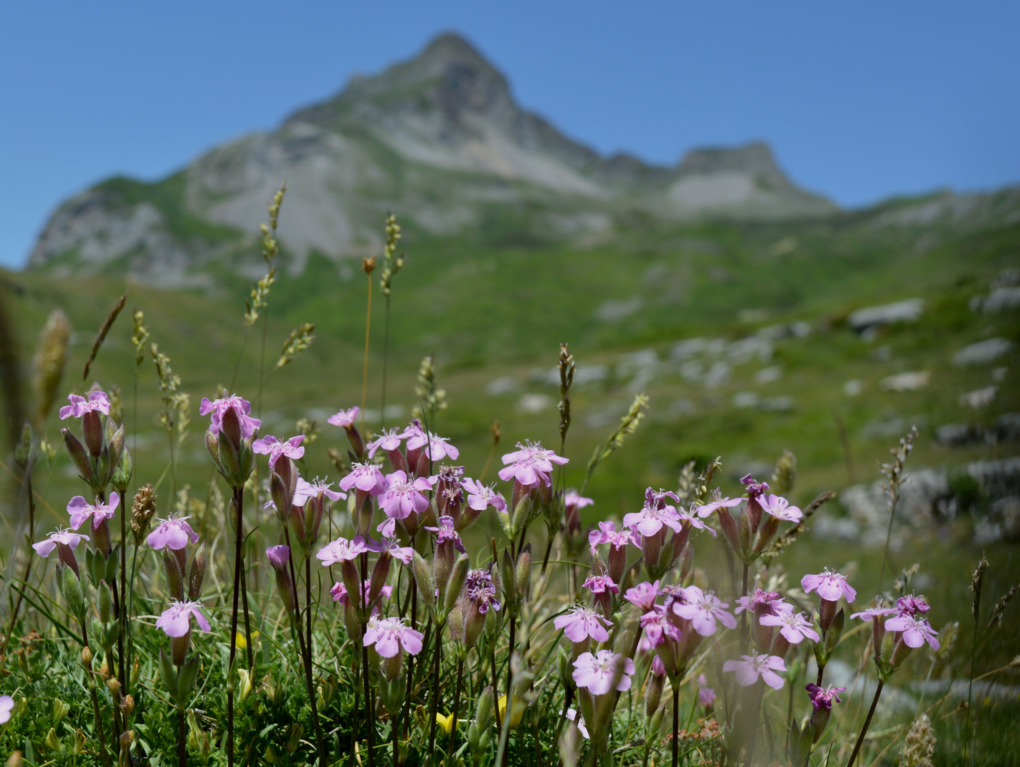 Saponaire cespiteuse / Saponaria cespitosa