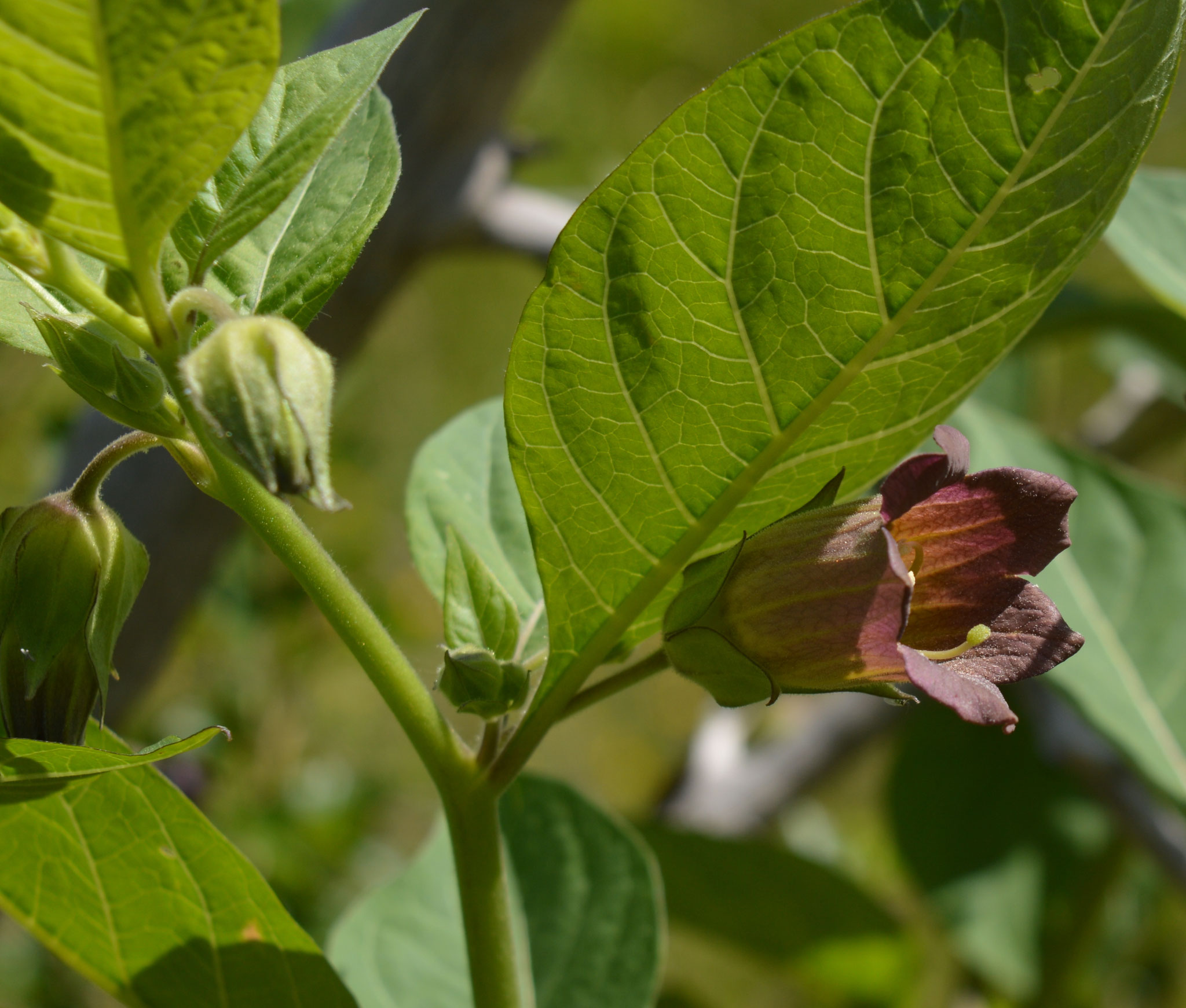 Belladone / Atropa bella-donna
