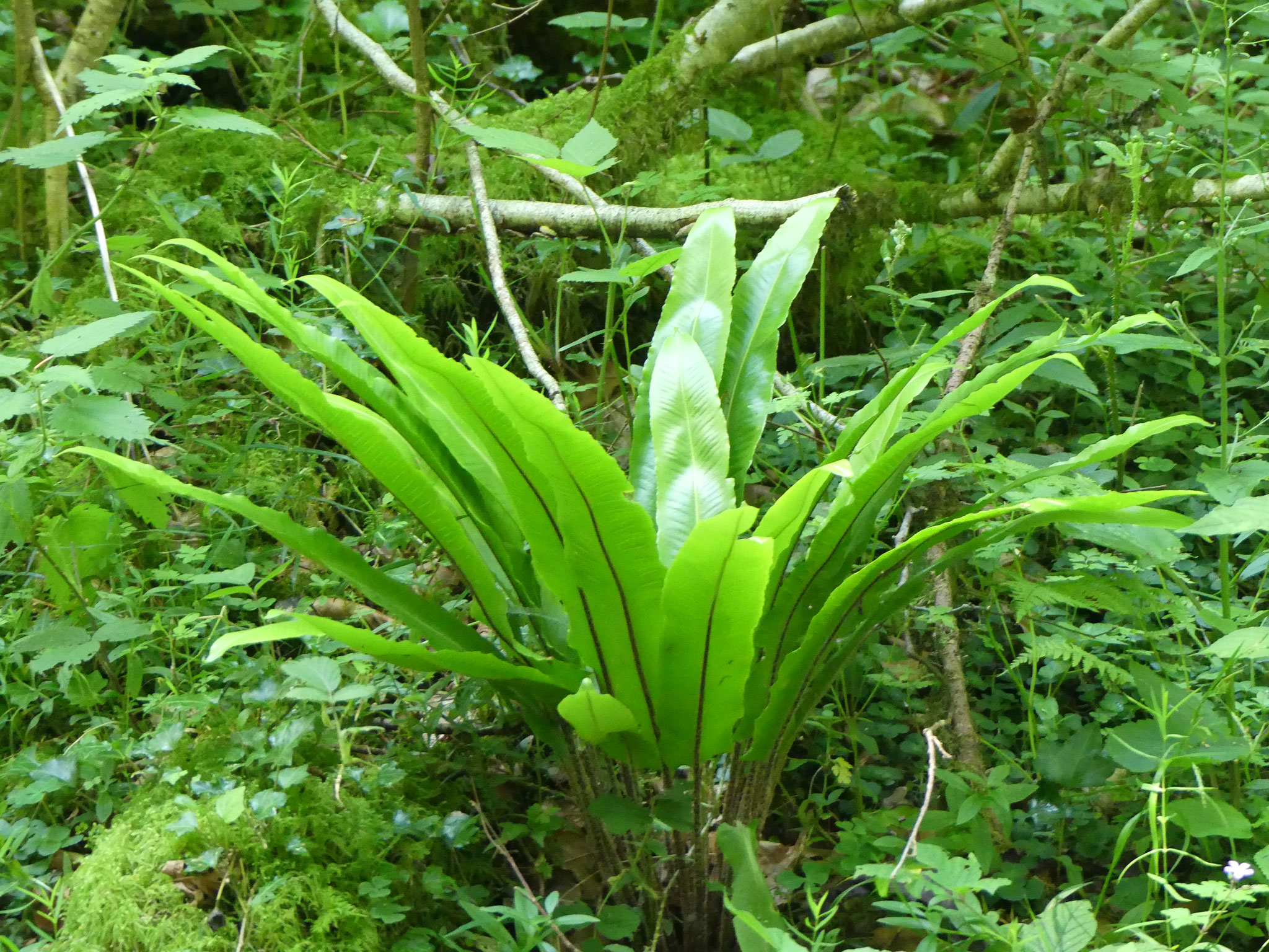 Scolopendre officinale / Asplenium scolopendrium