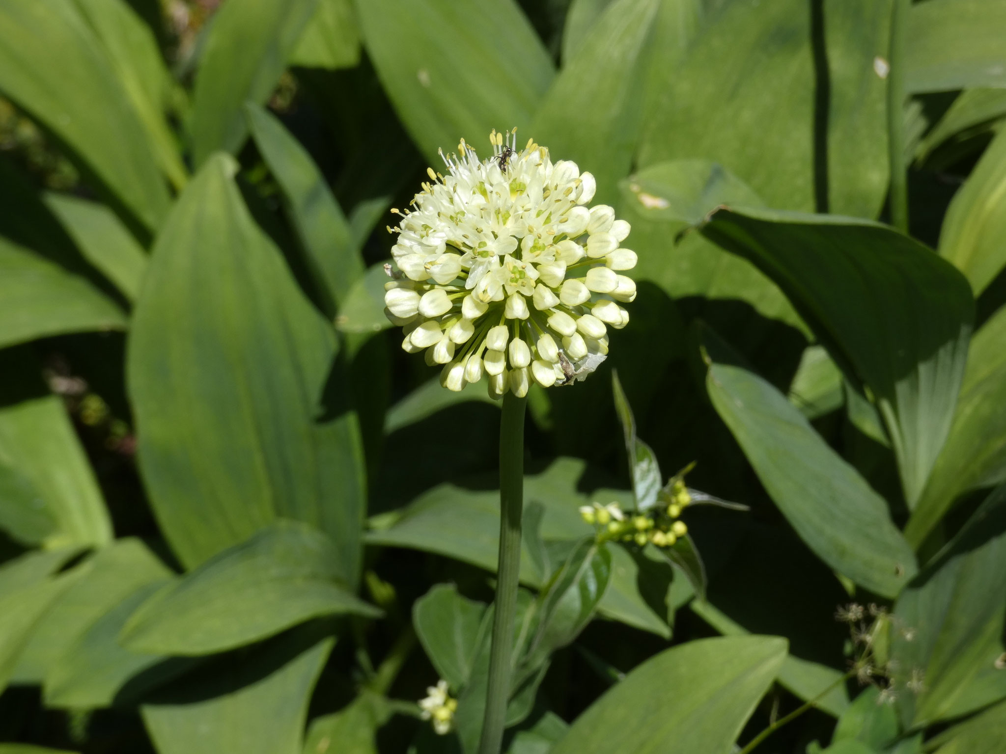 Ail de la victoire / Alium victorialis