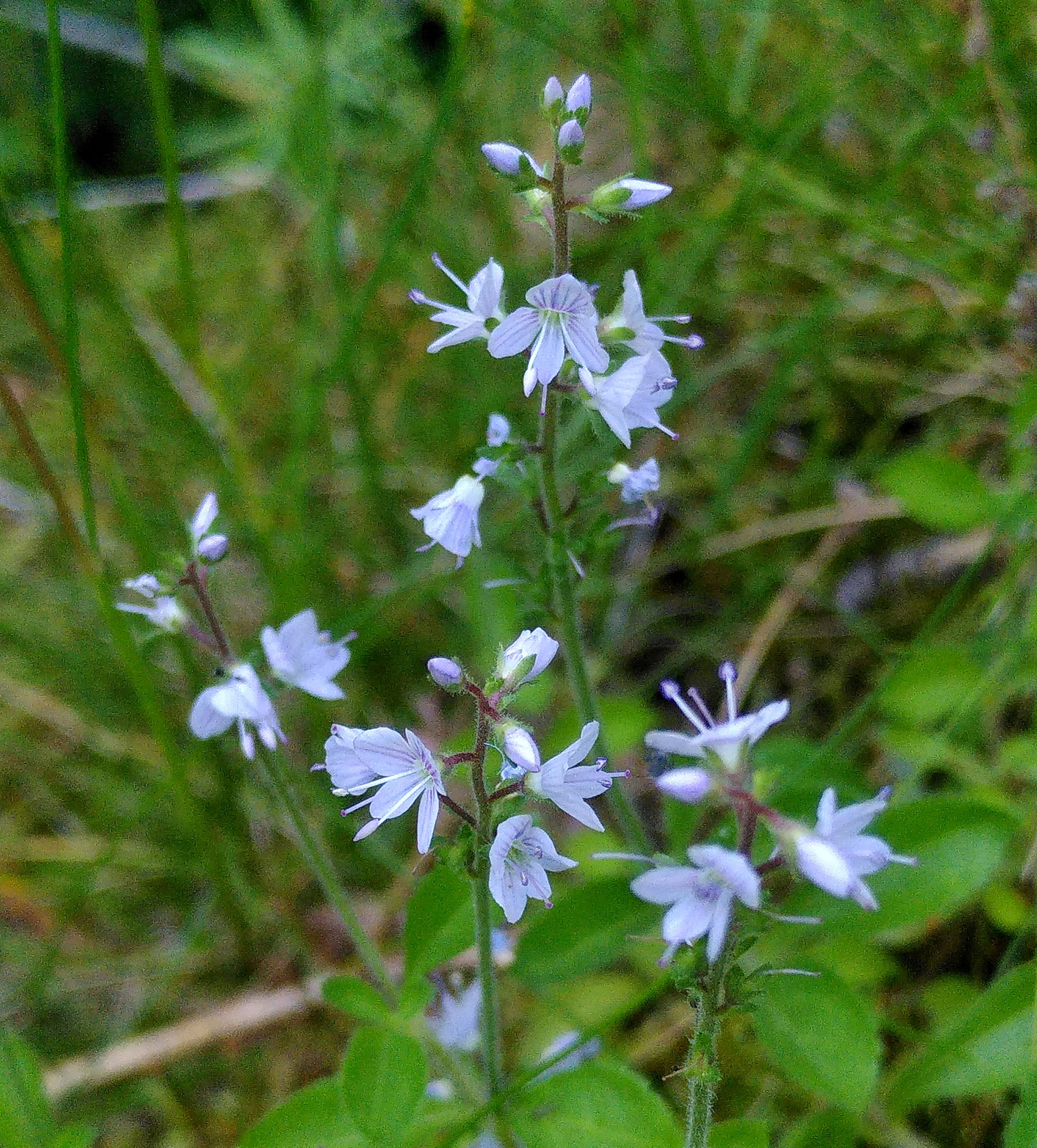 Véronique officinale / Veronica officinalis