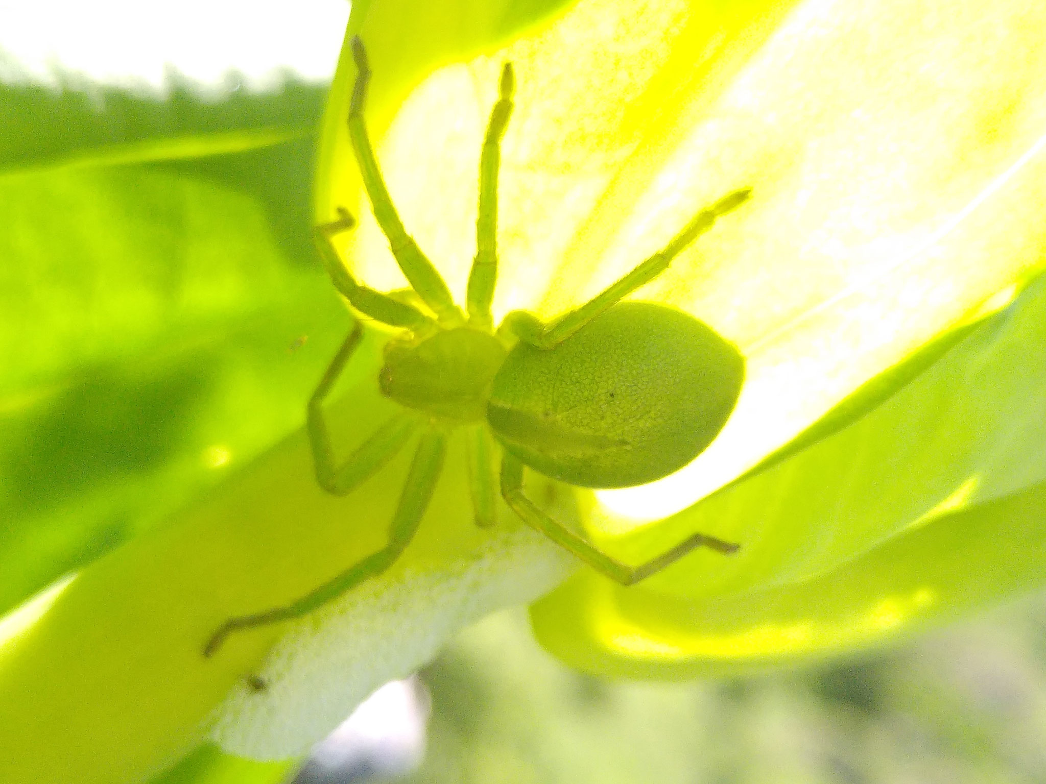 Micrommata virescens femelle camouflee dans gentiane