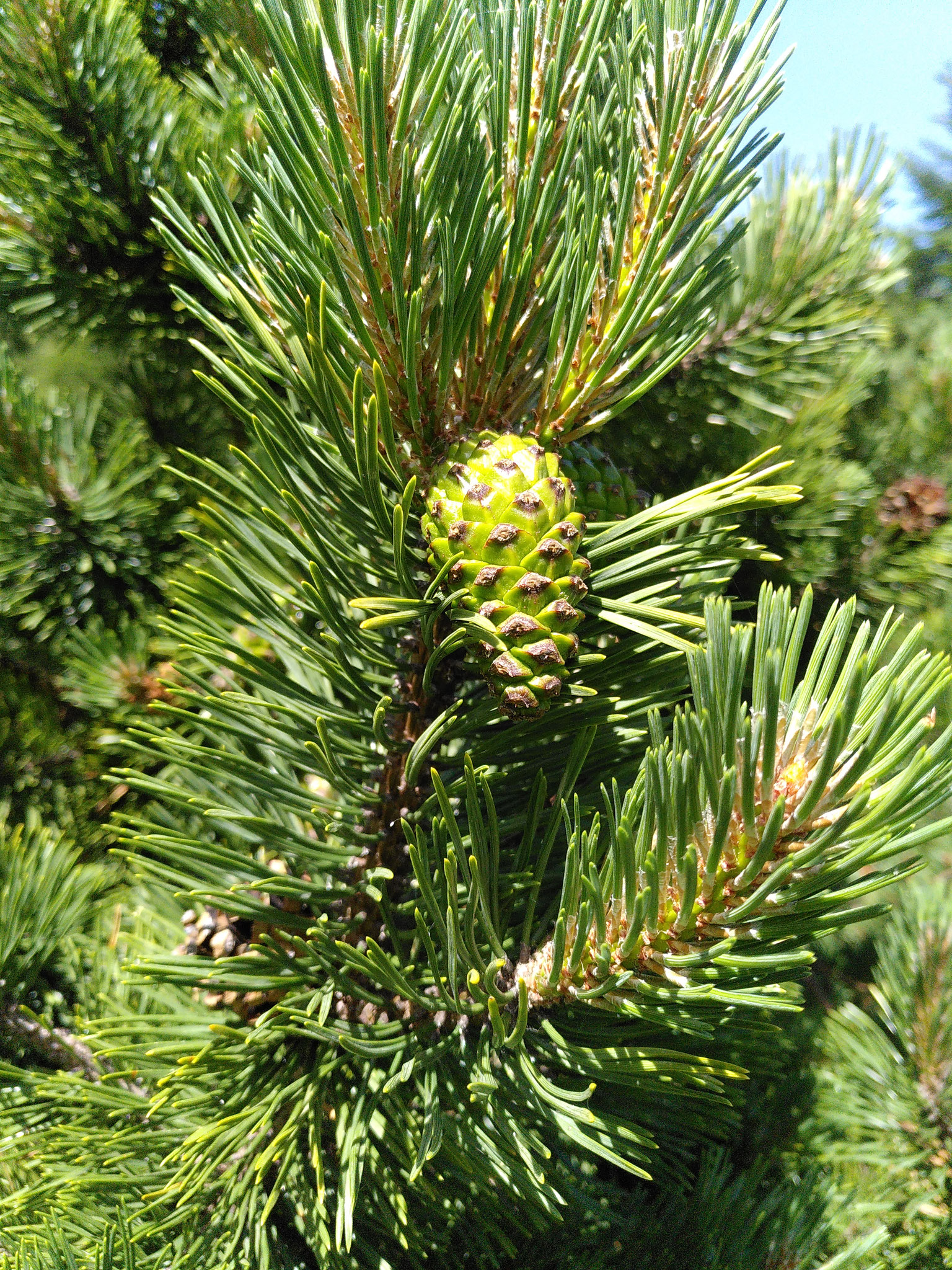 Pin à crochets / Pinus mugo subsp. uncinata 