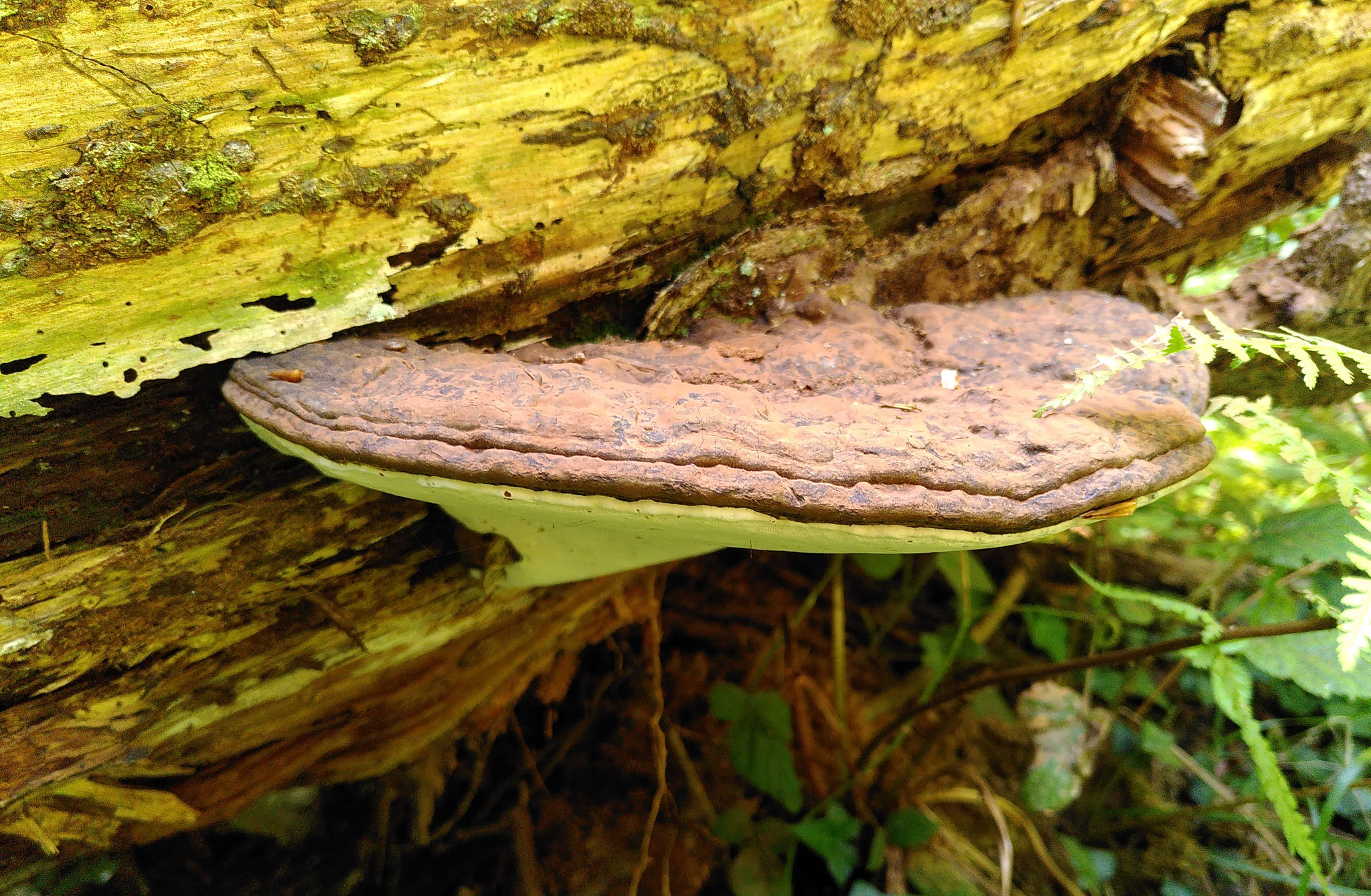 Ganoderme plat / Ganoderma applanatum