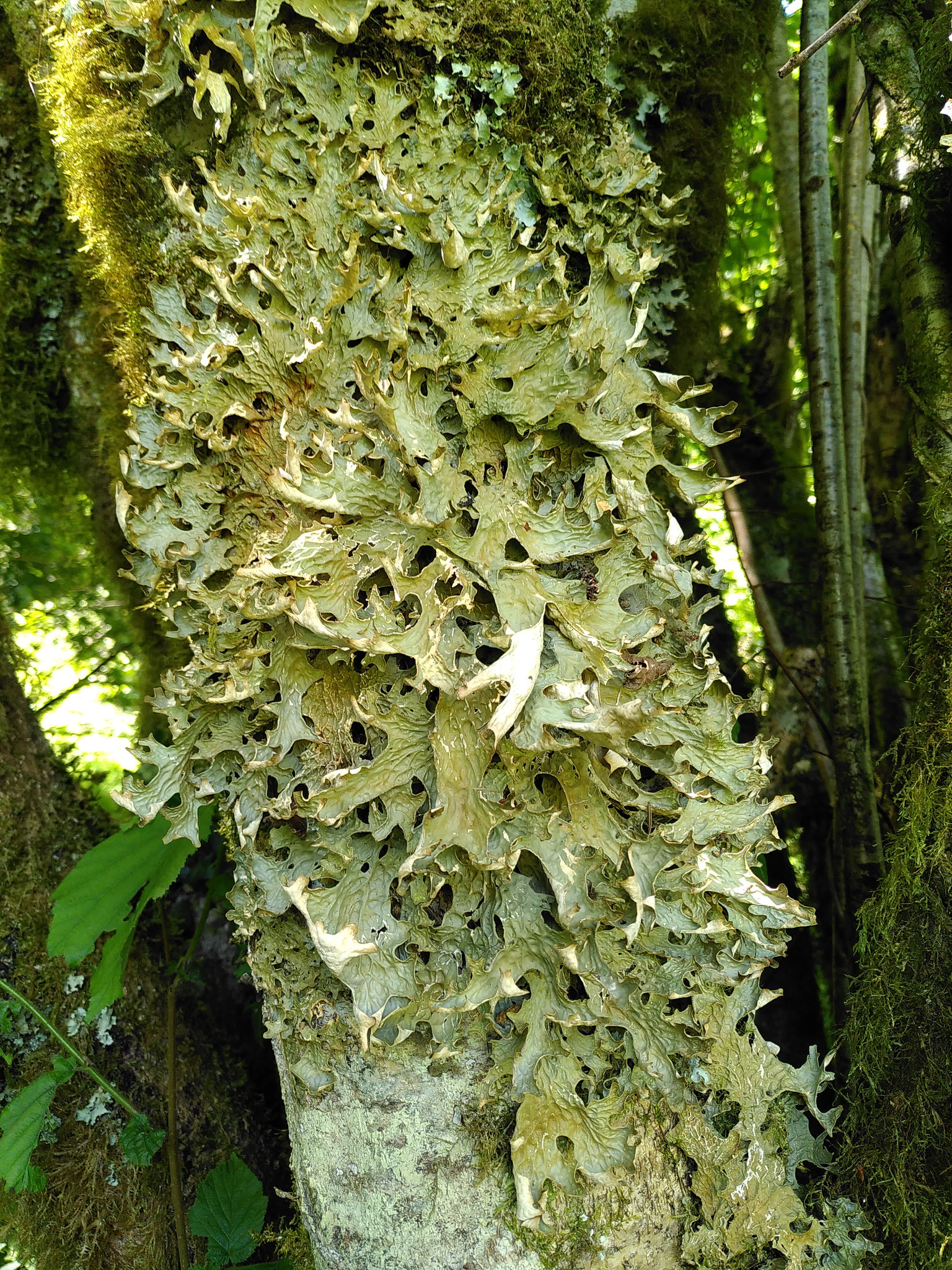 Lobaria pulmonaria